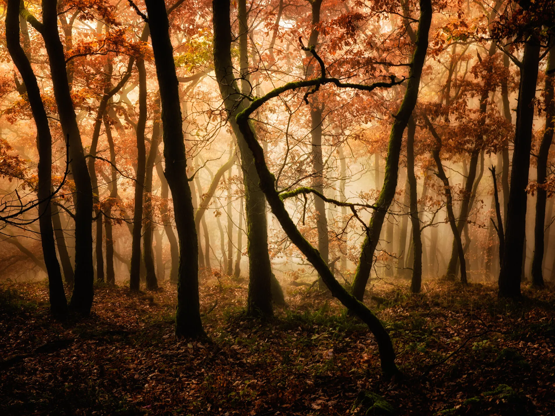 Golden Autumn