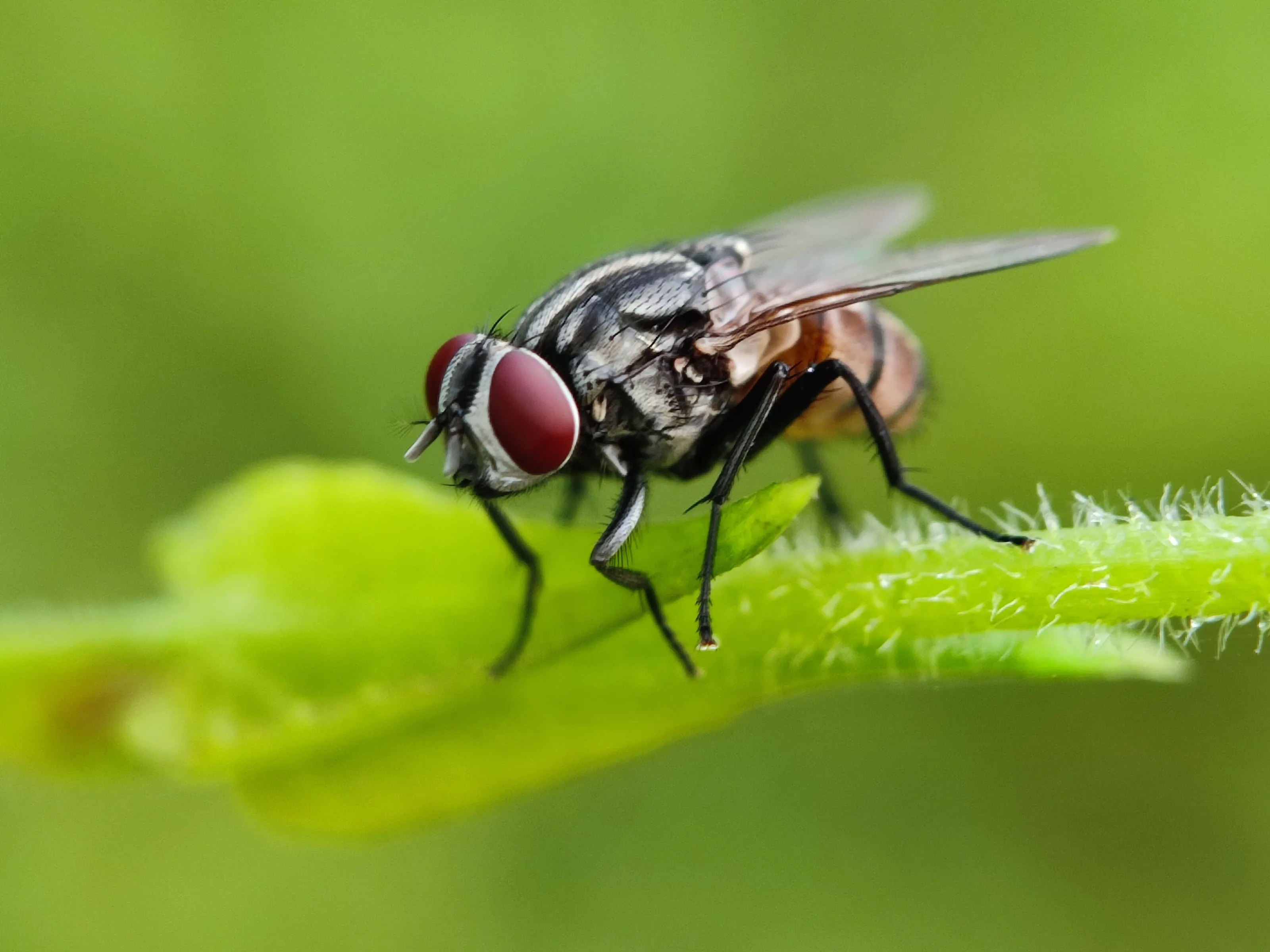 fly on leaf