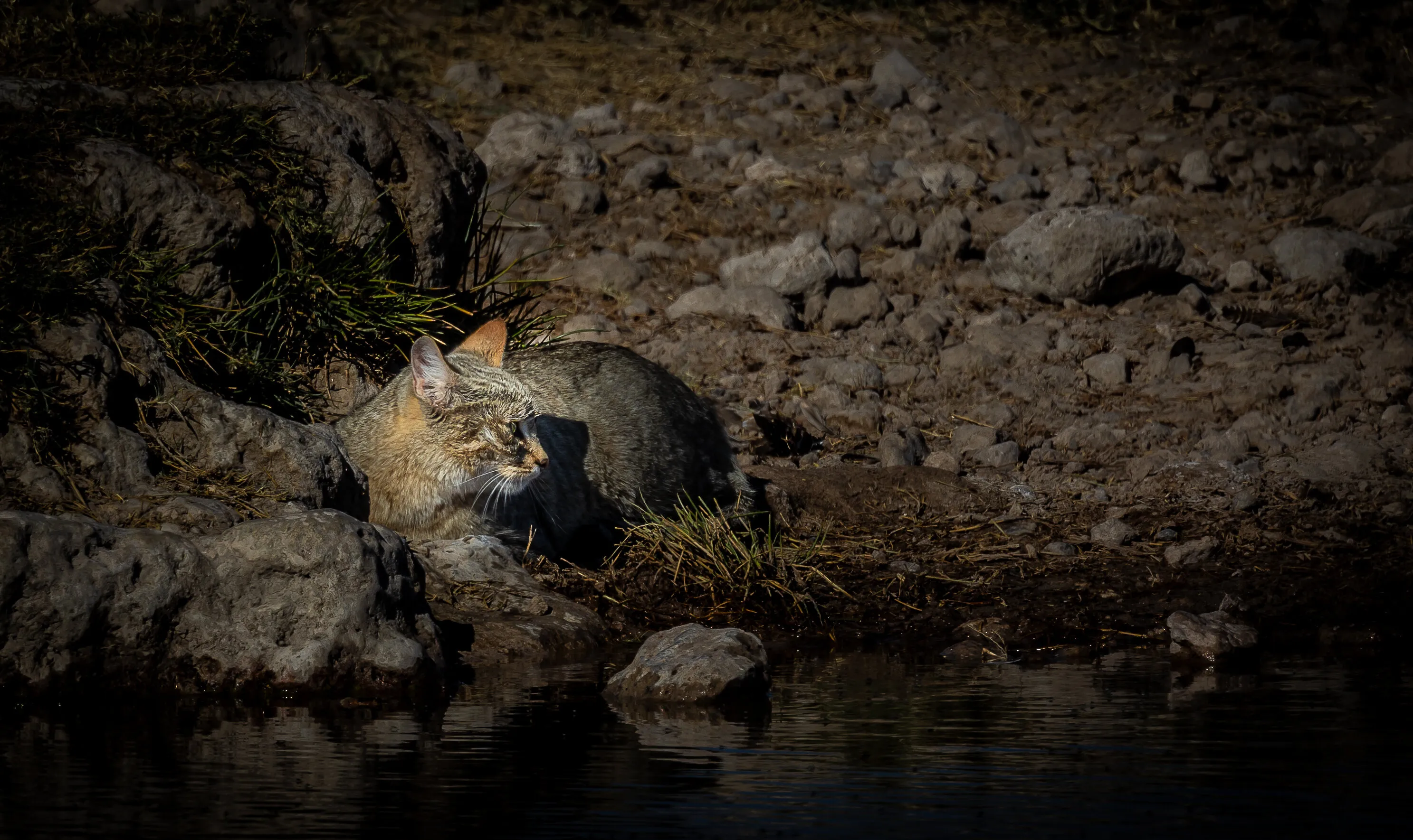 Wildcat Waits