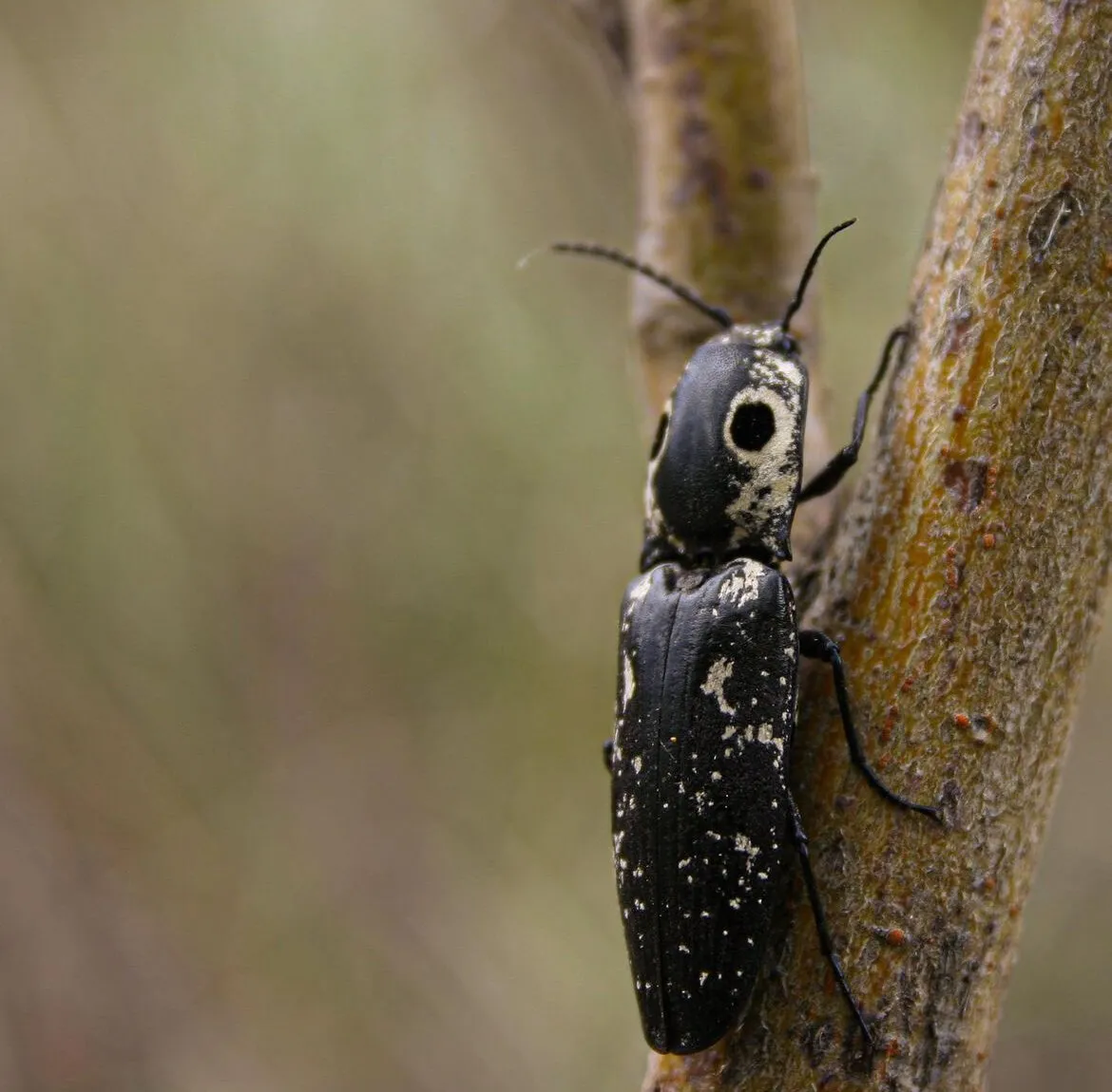 Eyed clicker beetle