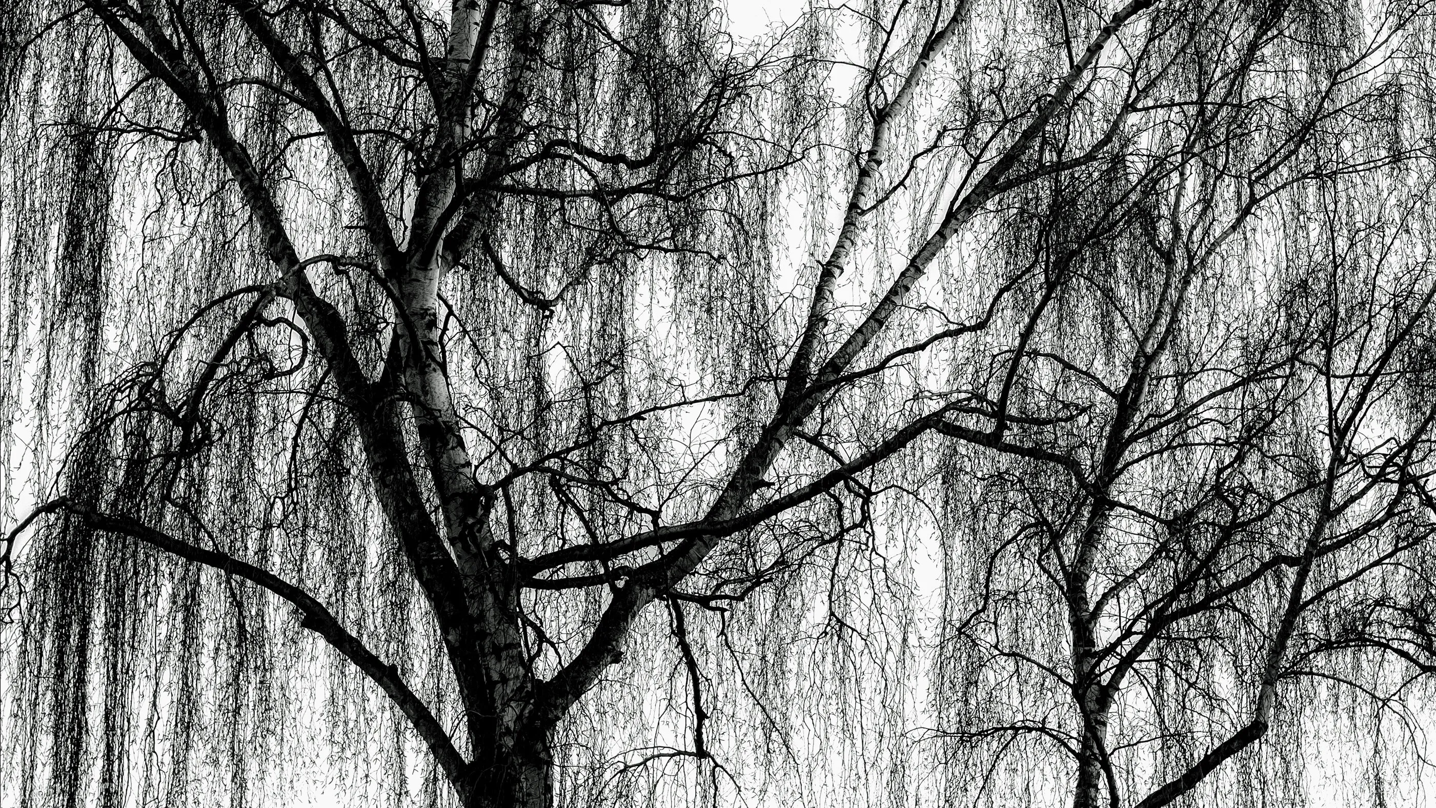 Weeping willow in winter
