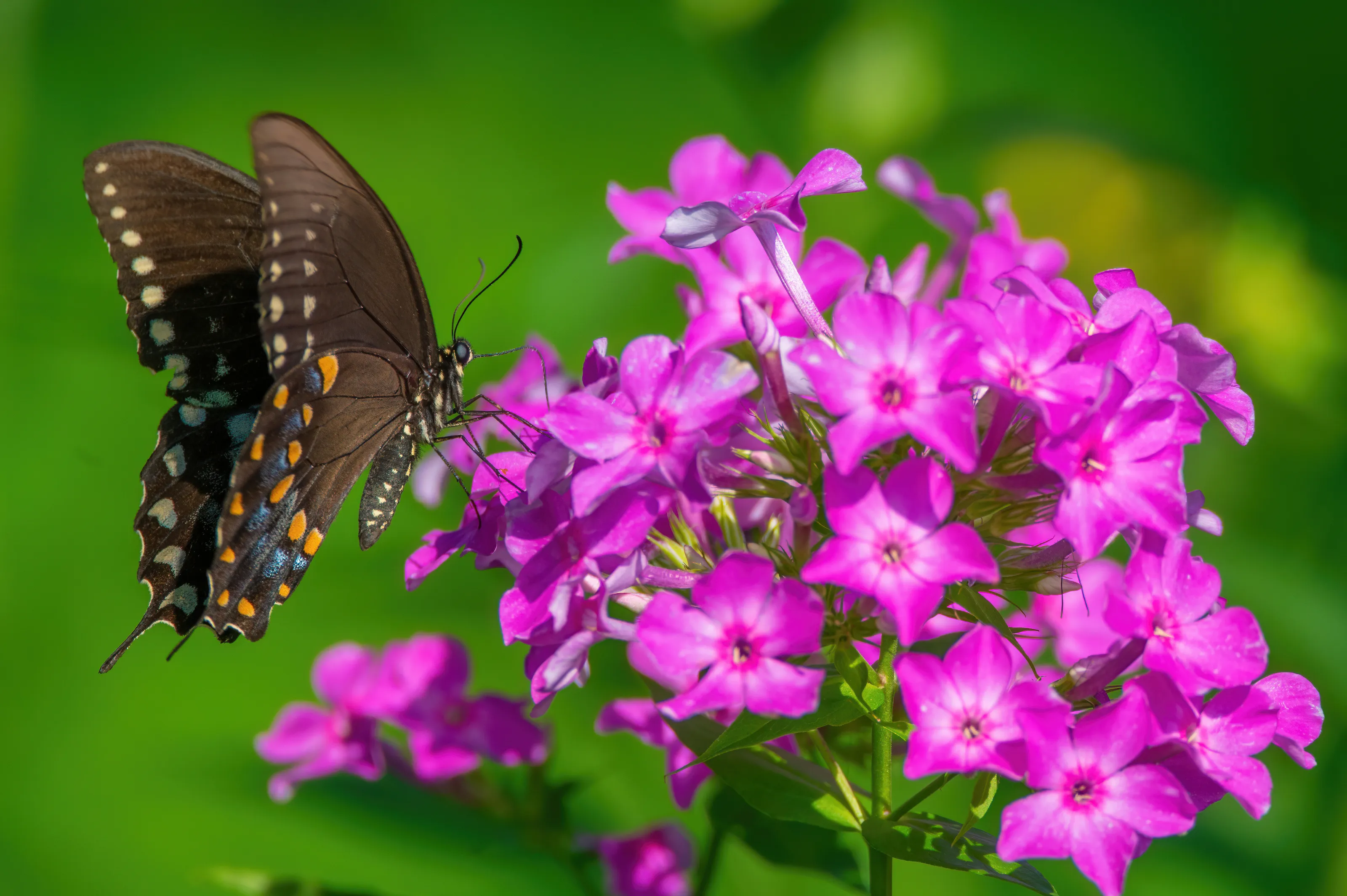 Eastern Tiger Swallowtail