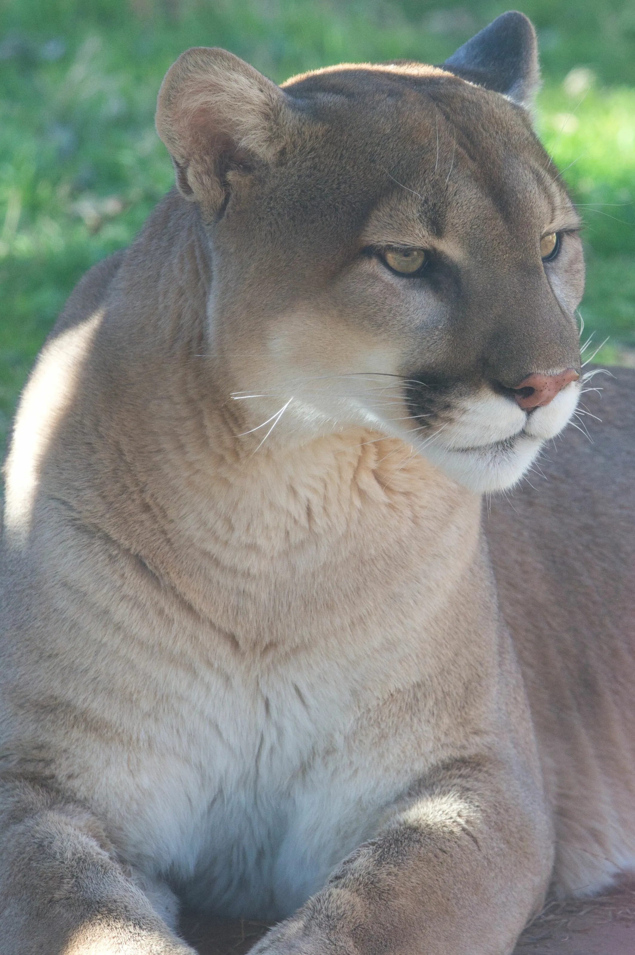 Cougar