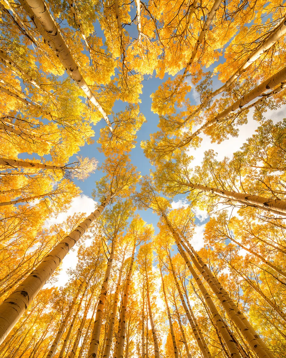 Entry 19630571
