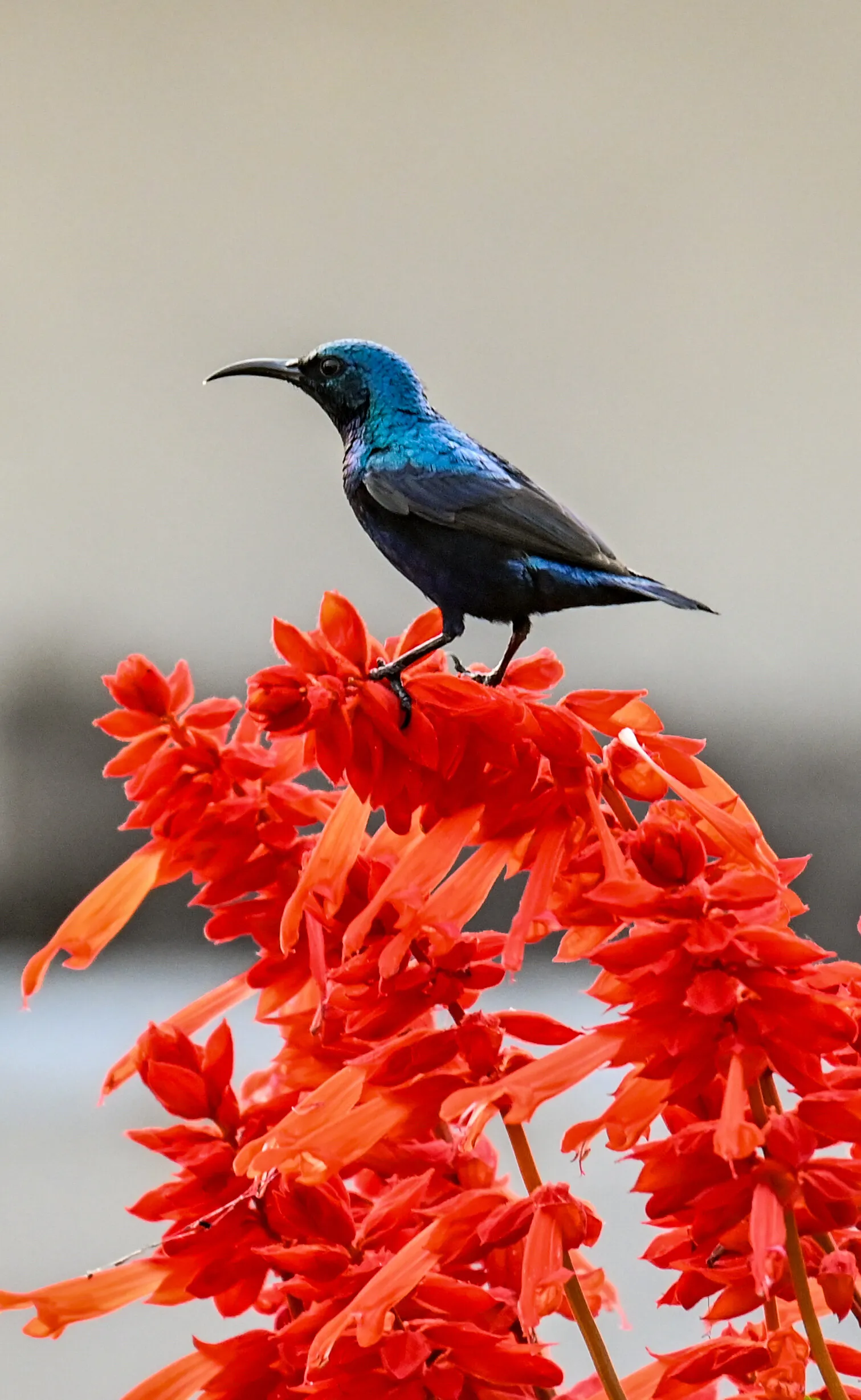 Little bird