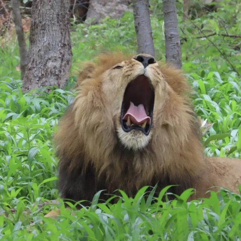 Entry 21465282
