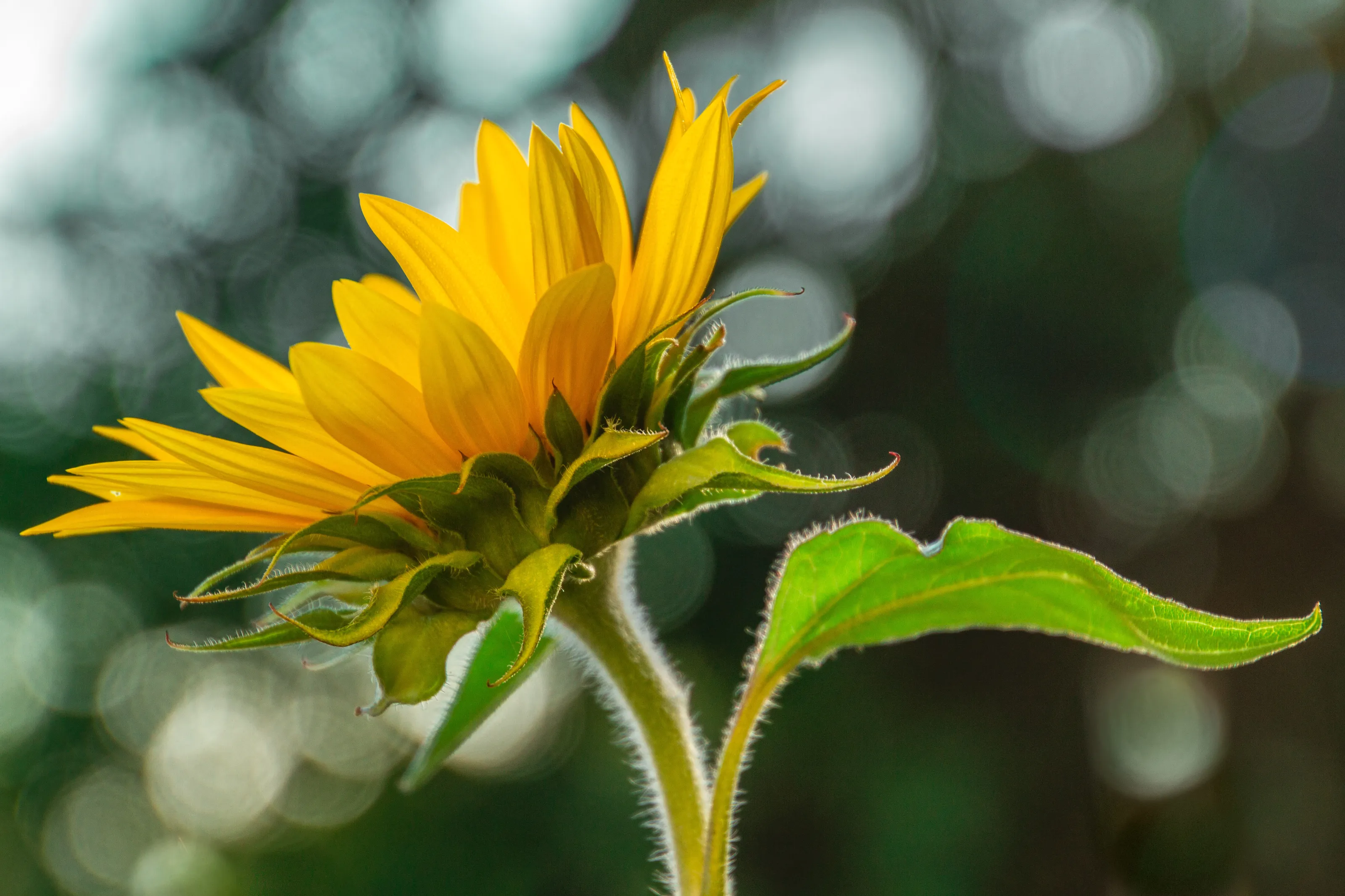 Yellow dream