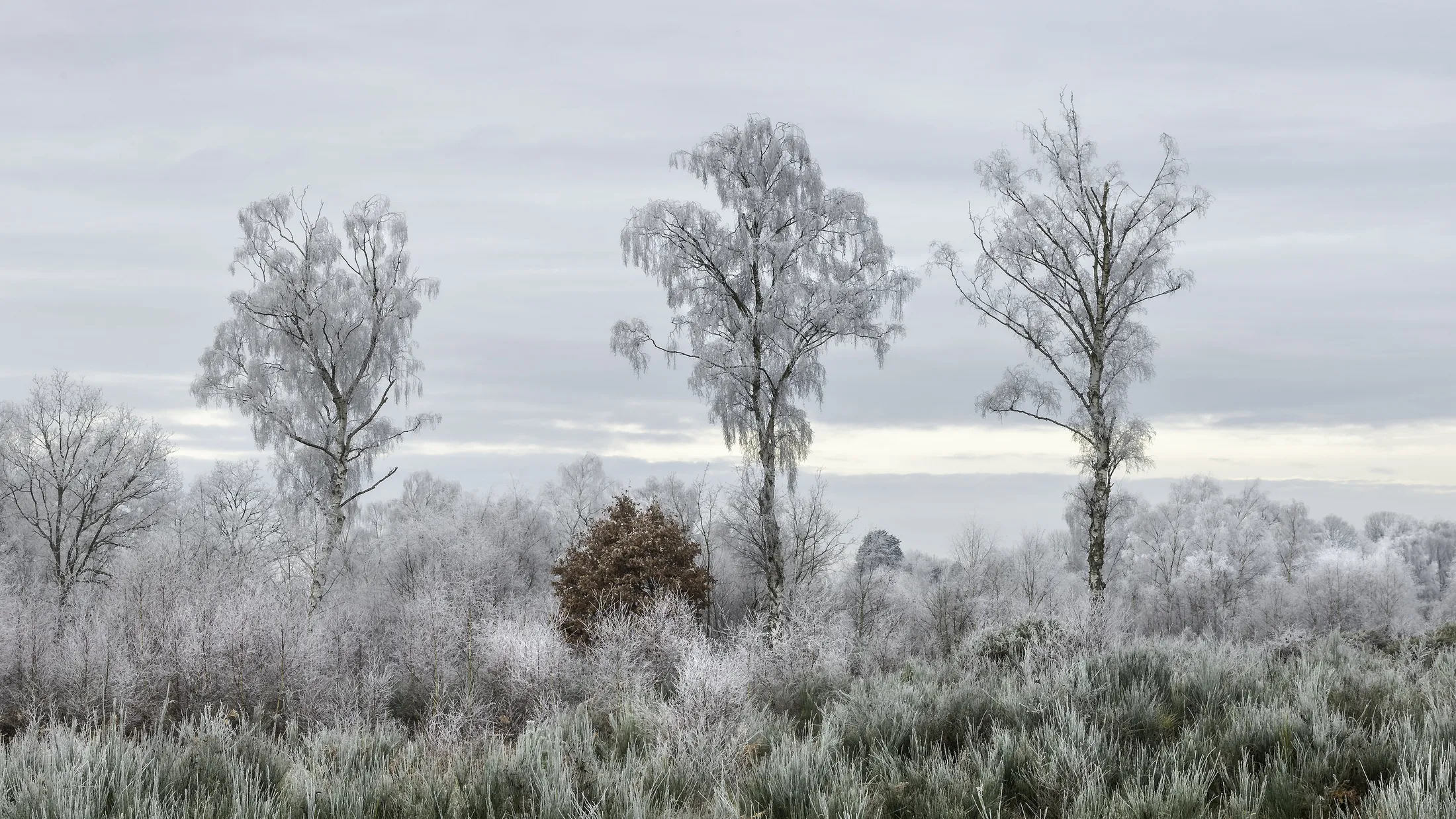 Winter Birch