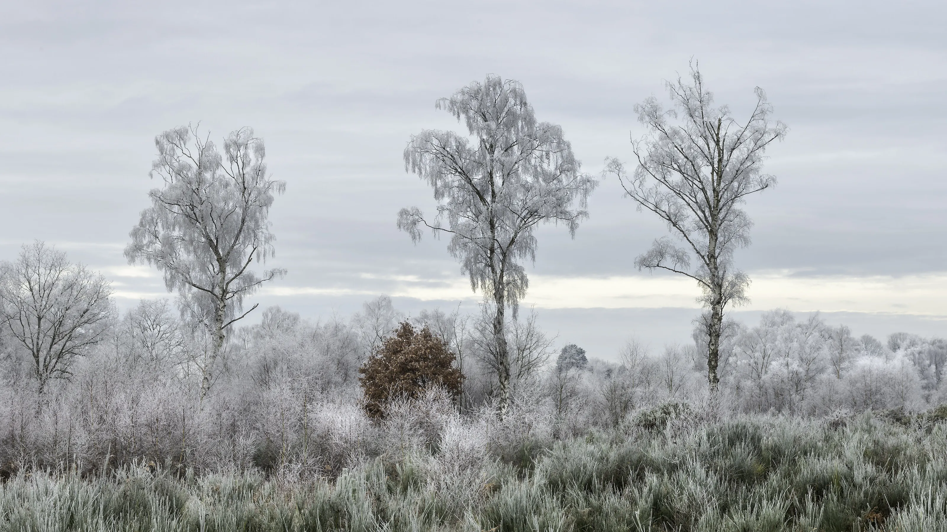 Winter Birch