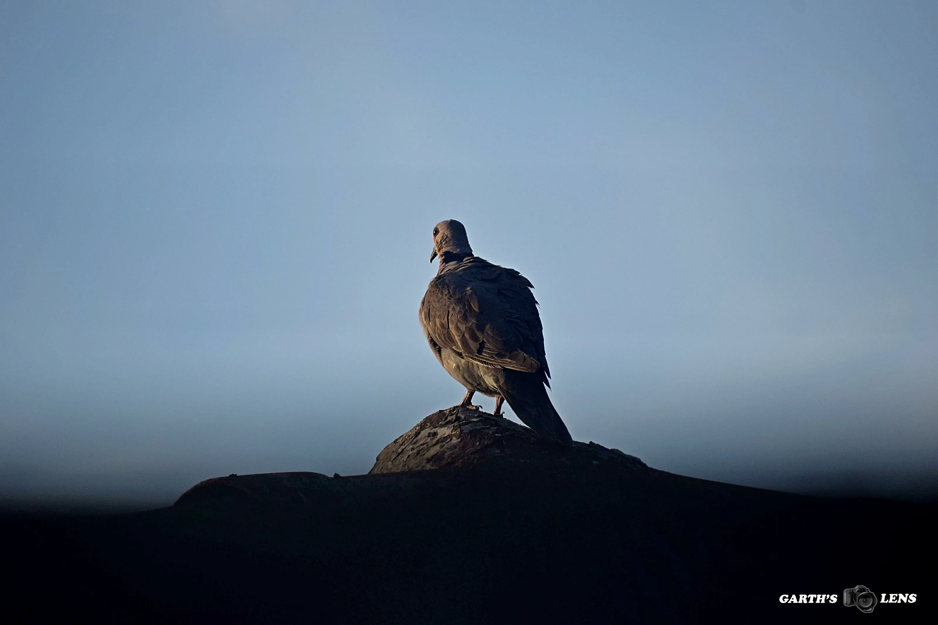Pigeon at dusk
