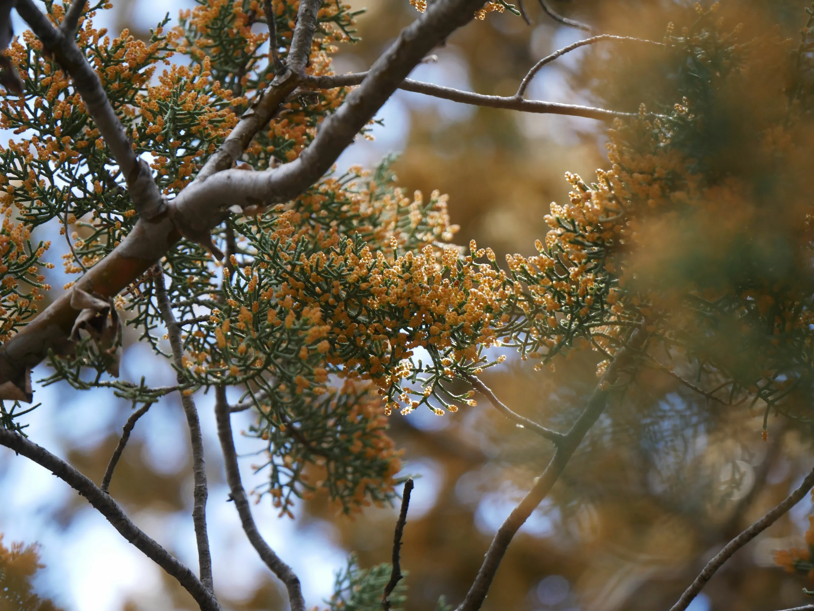 Juniper Tree Cones
