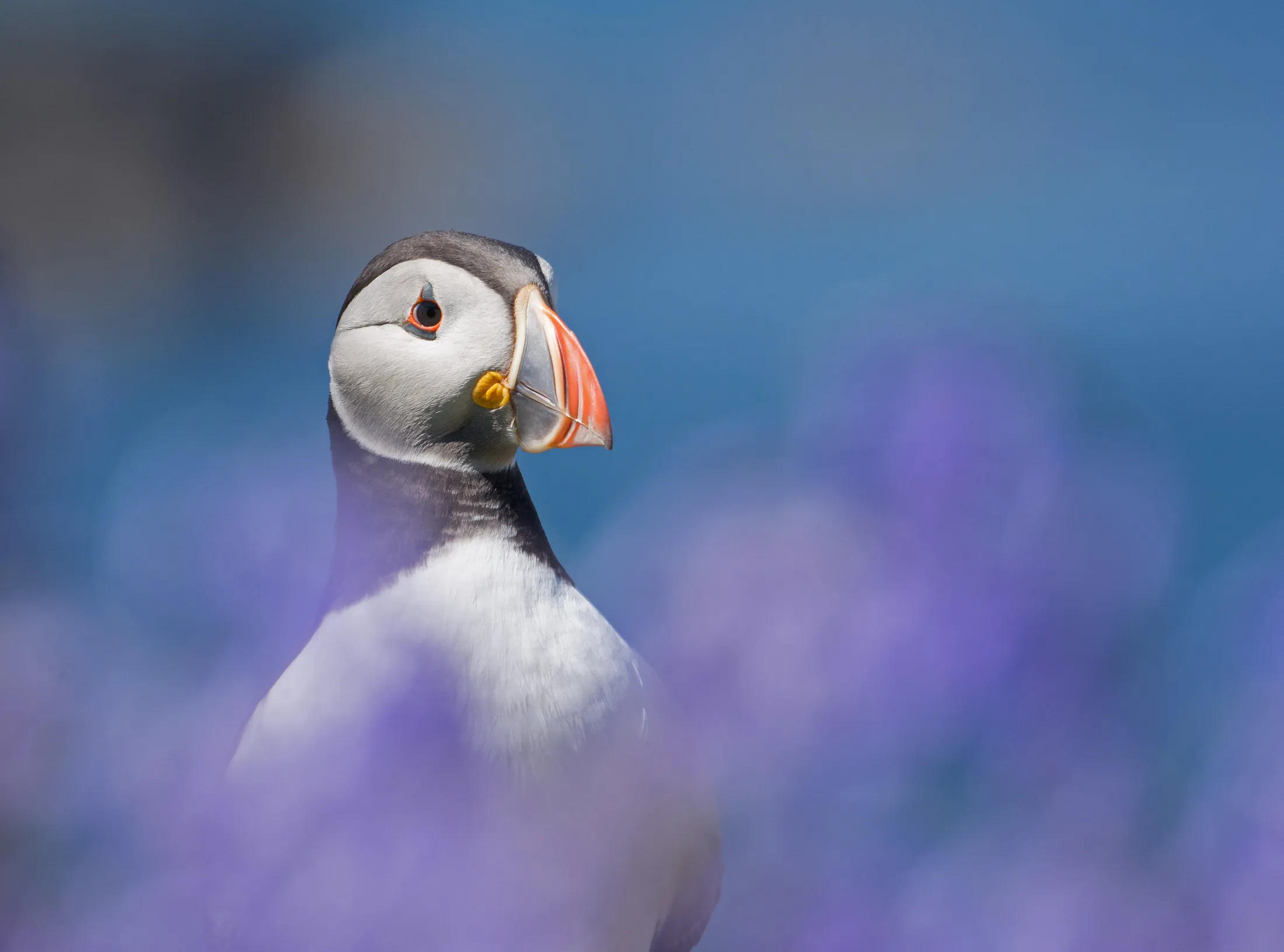 Puffin through bluebells 3