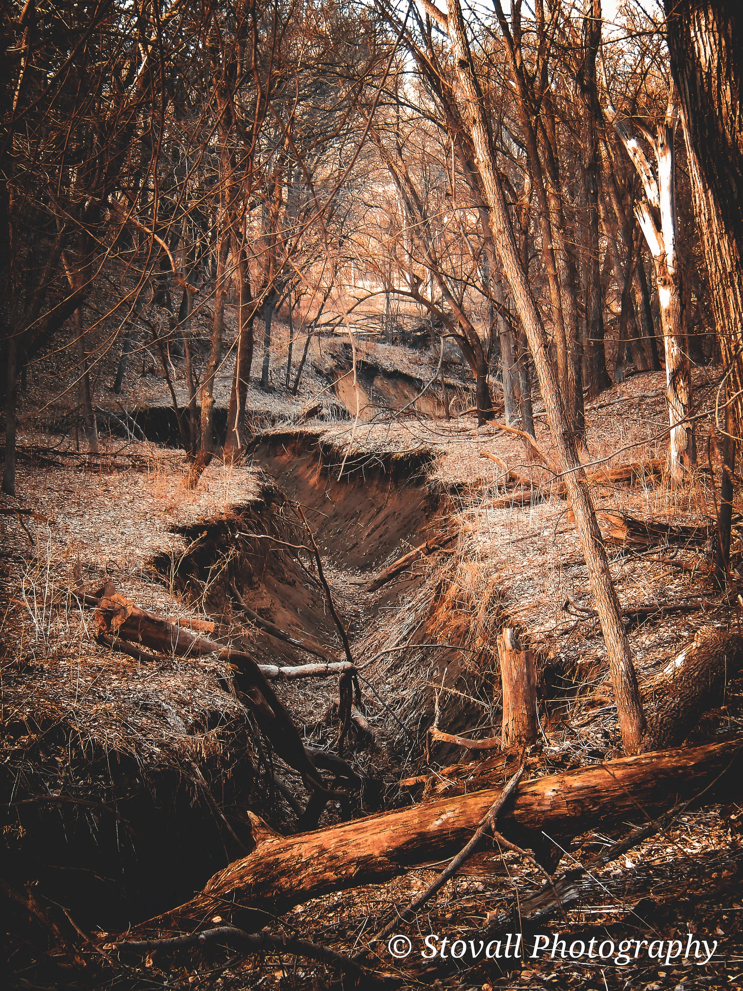 The Woods