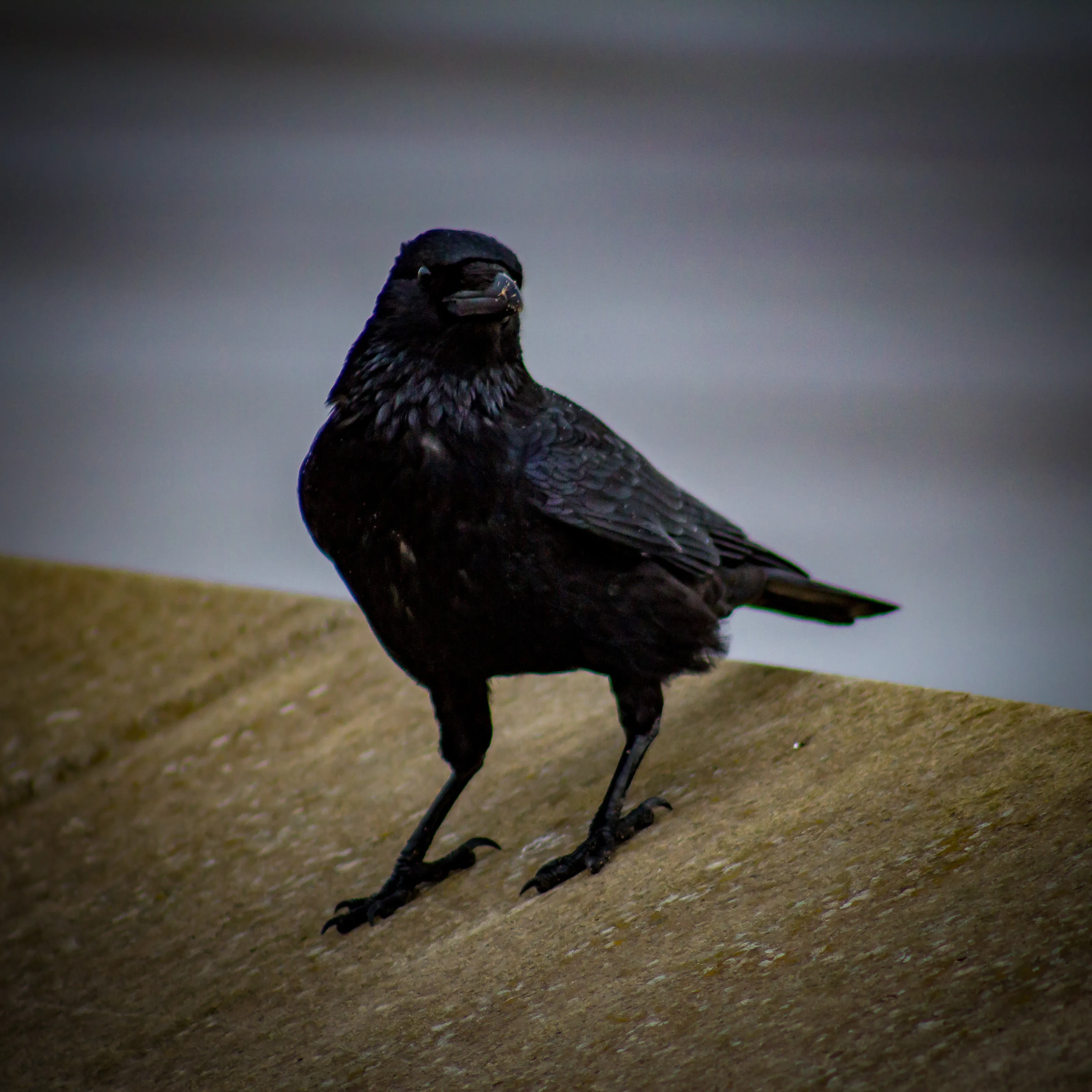 Curious Crow
