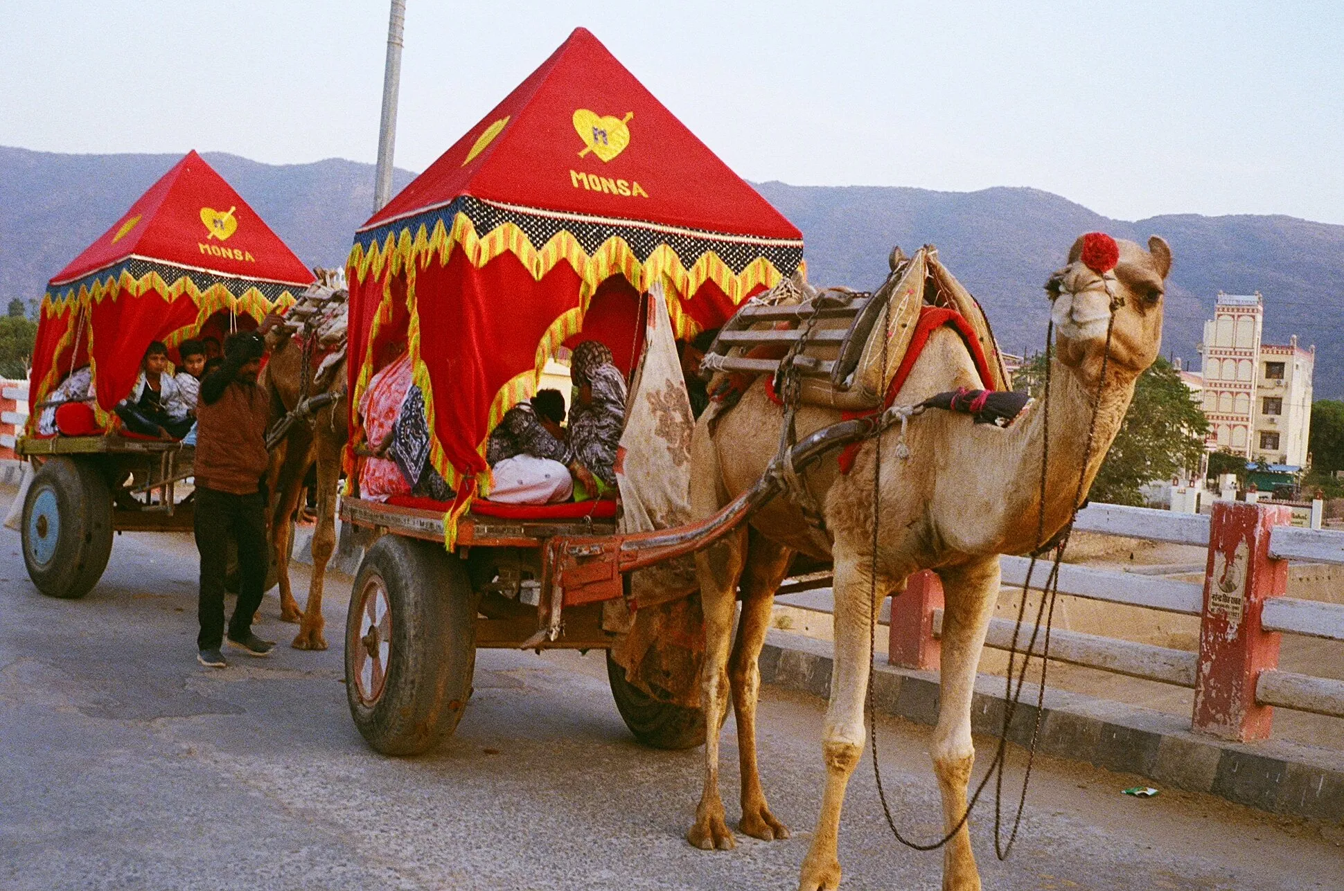 Camels of Rajasthan