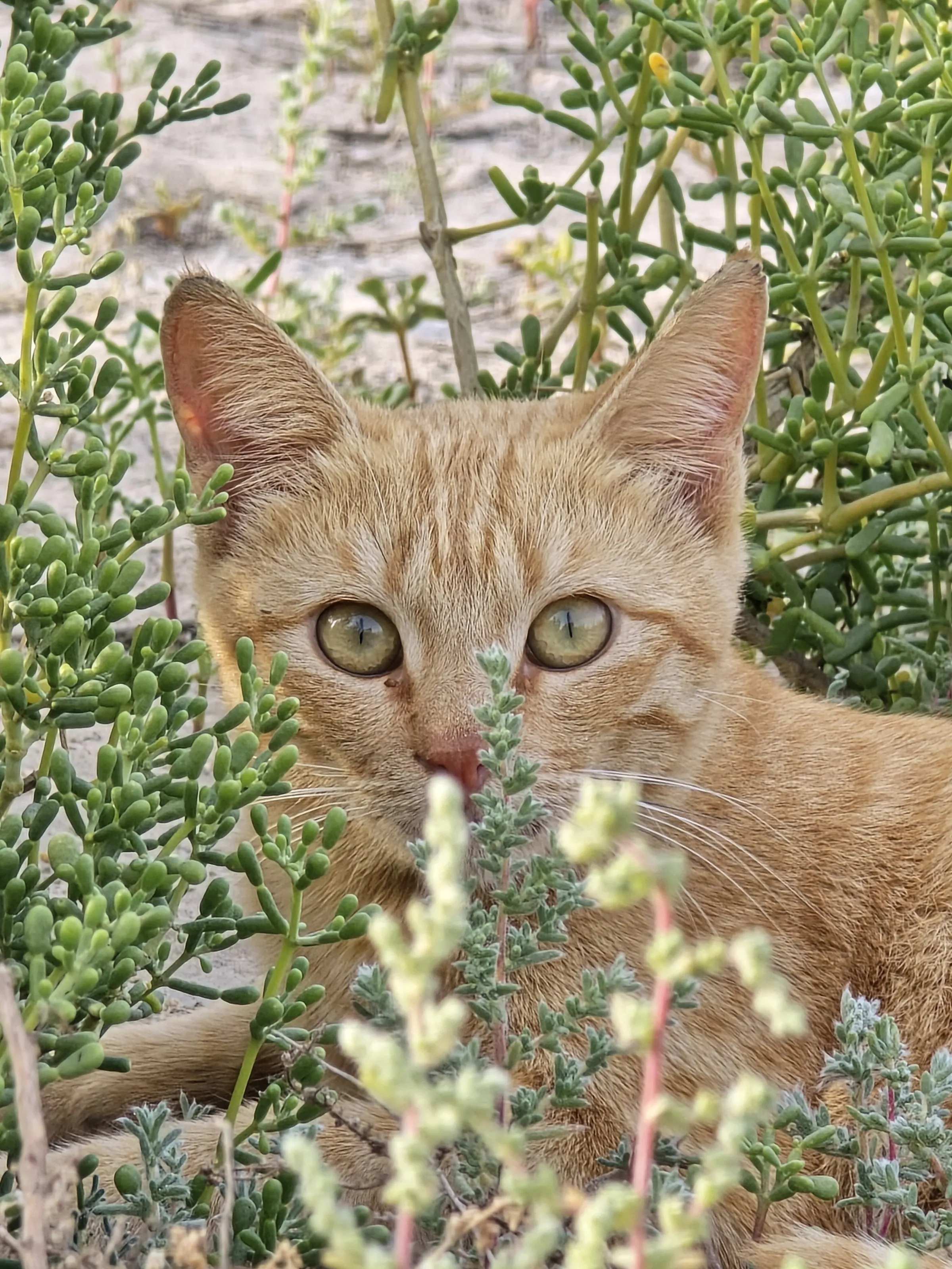 Stealthy Predator