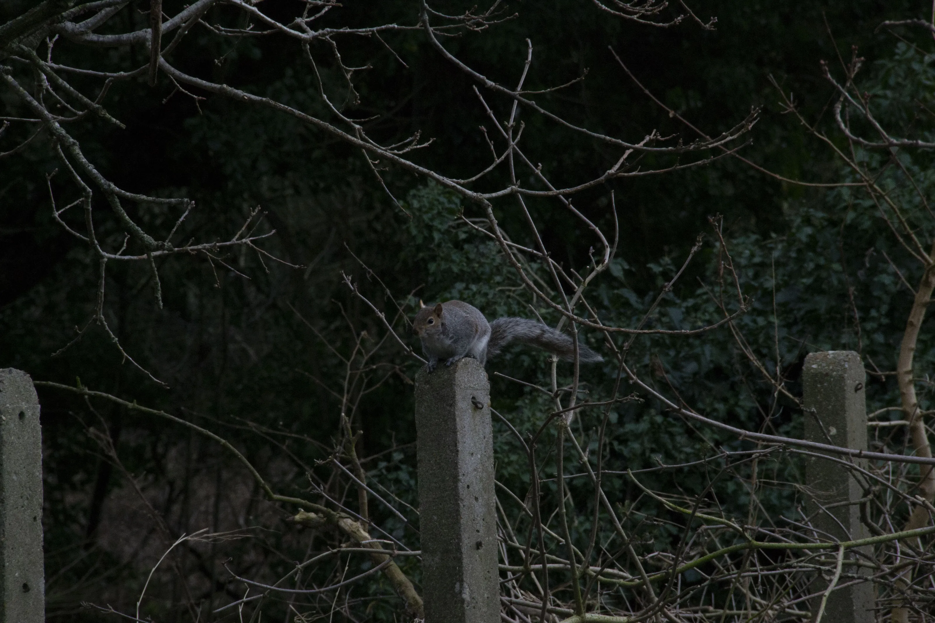 Squirrel