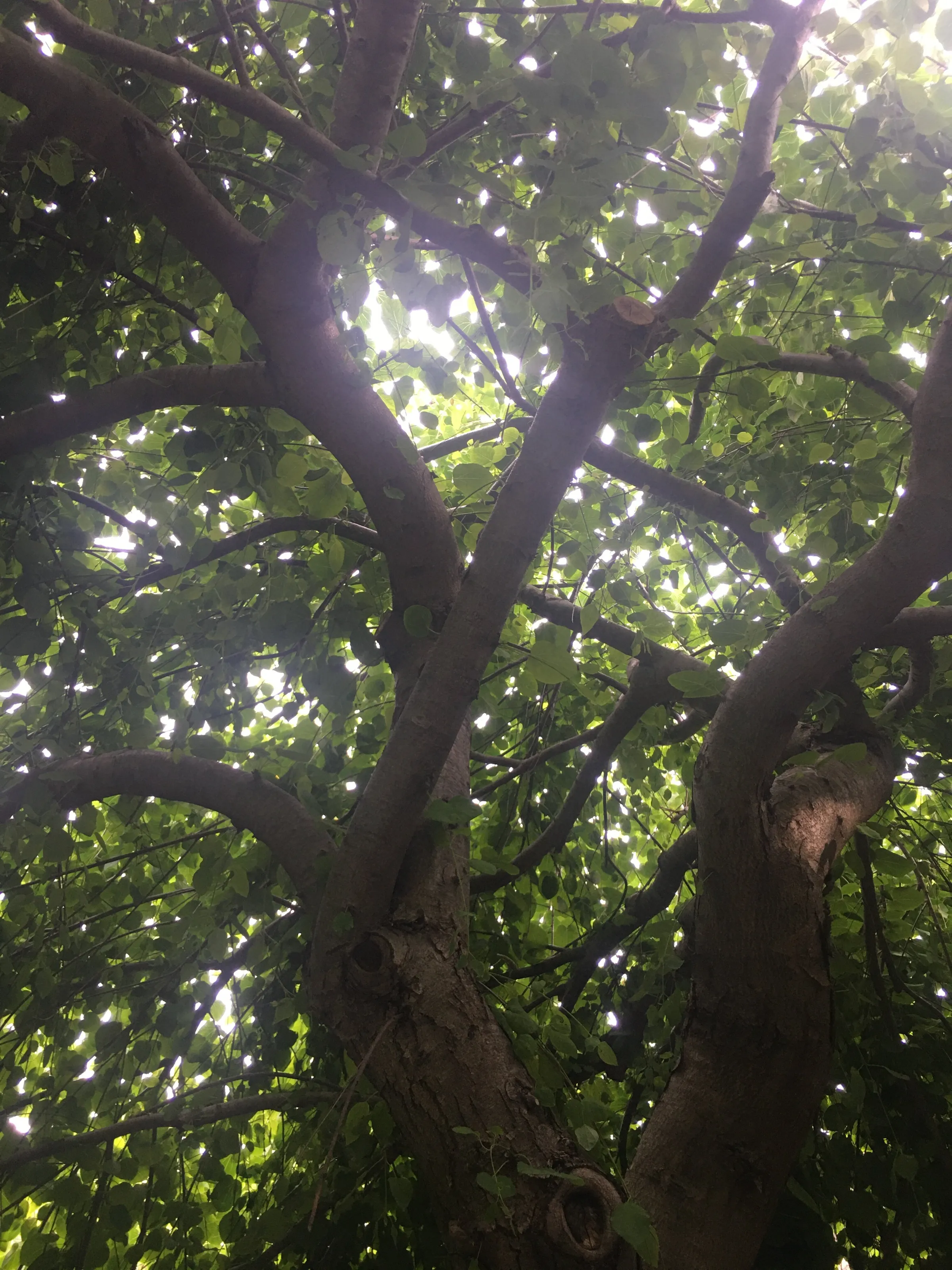 Canopy of Winding Branches