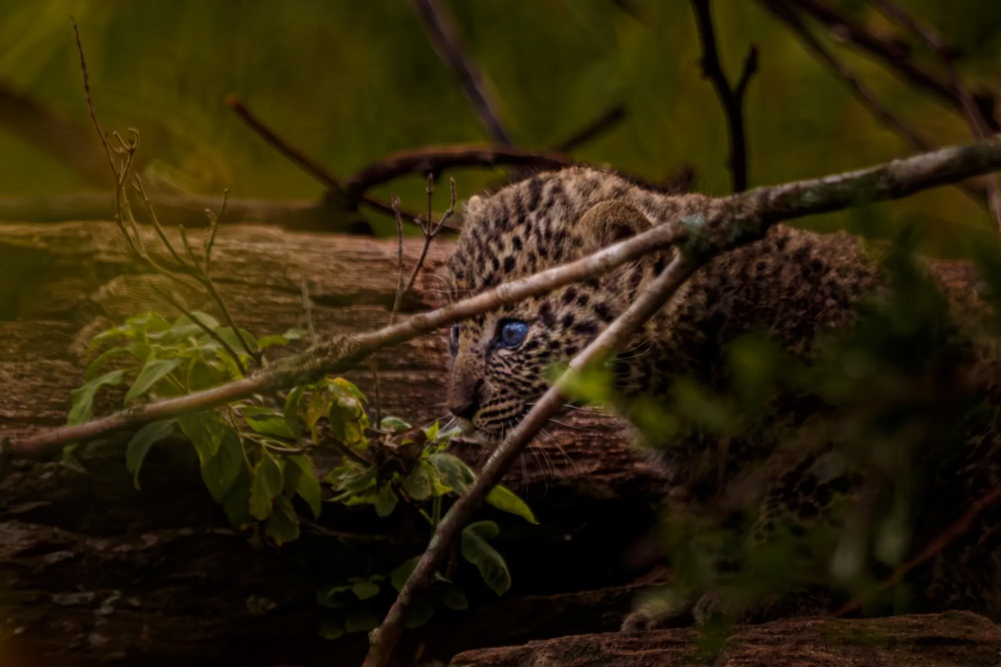 The Last Cubs