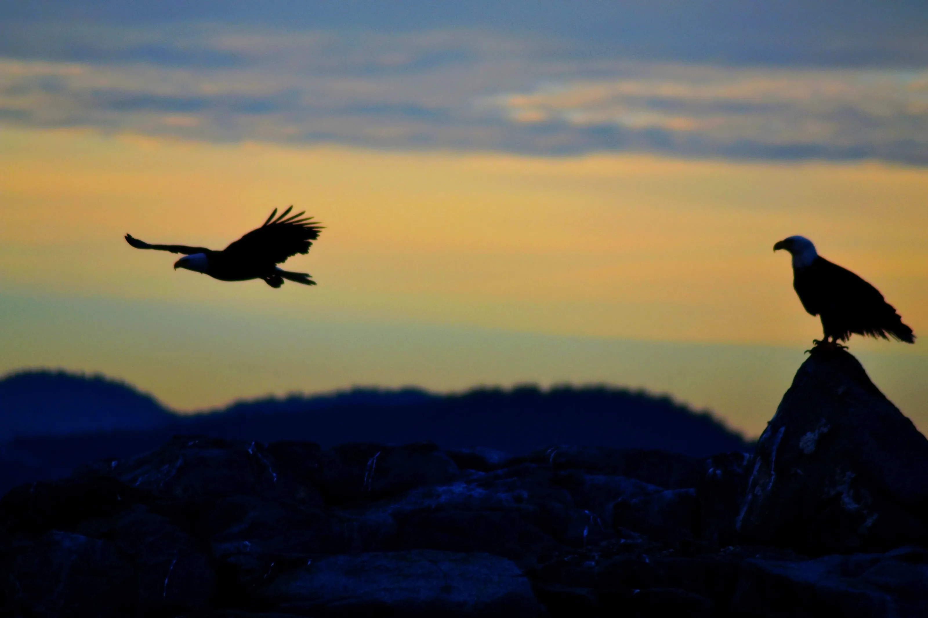 Bald Eagle
