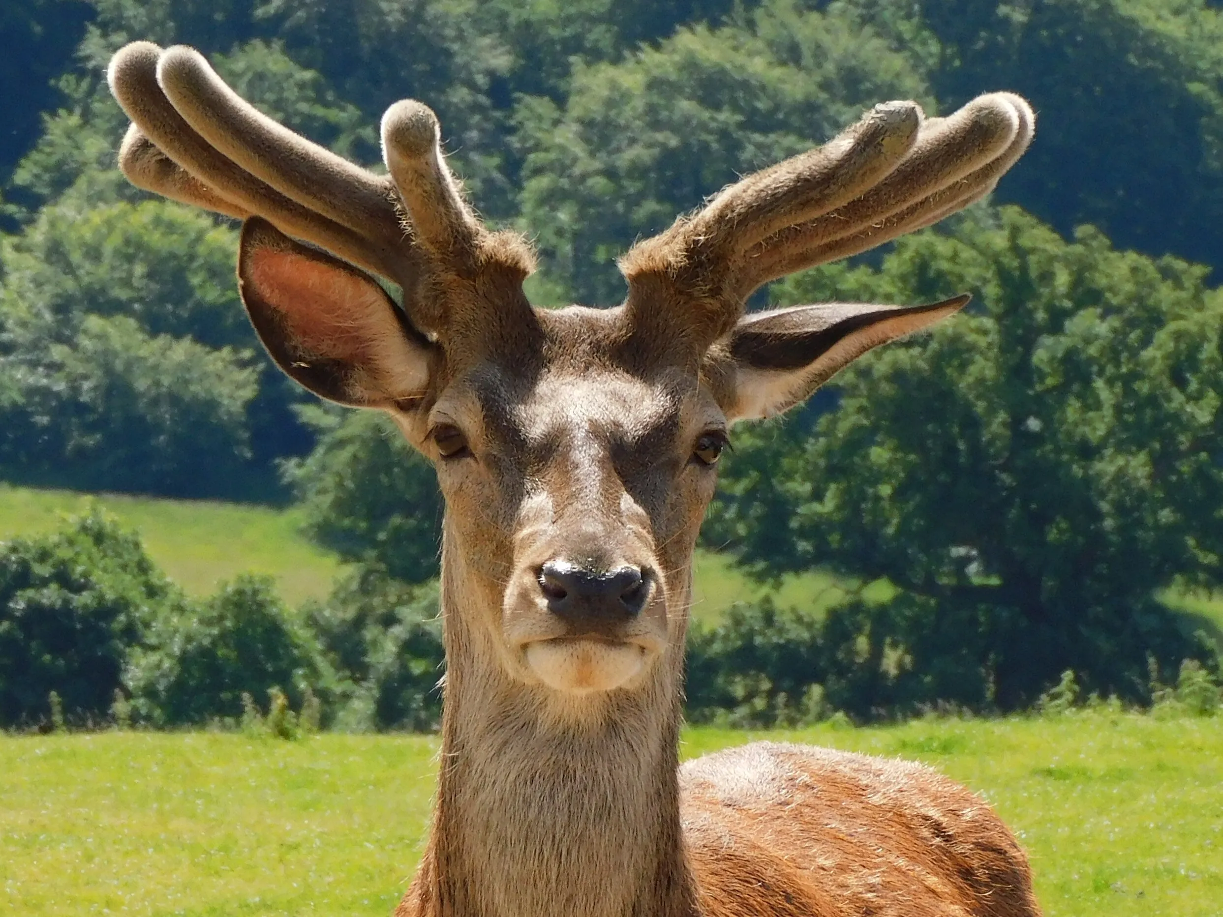 Daddy Deer