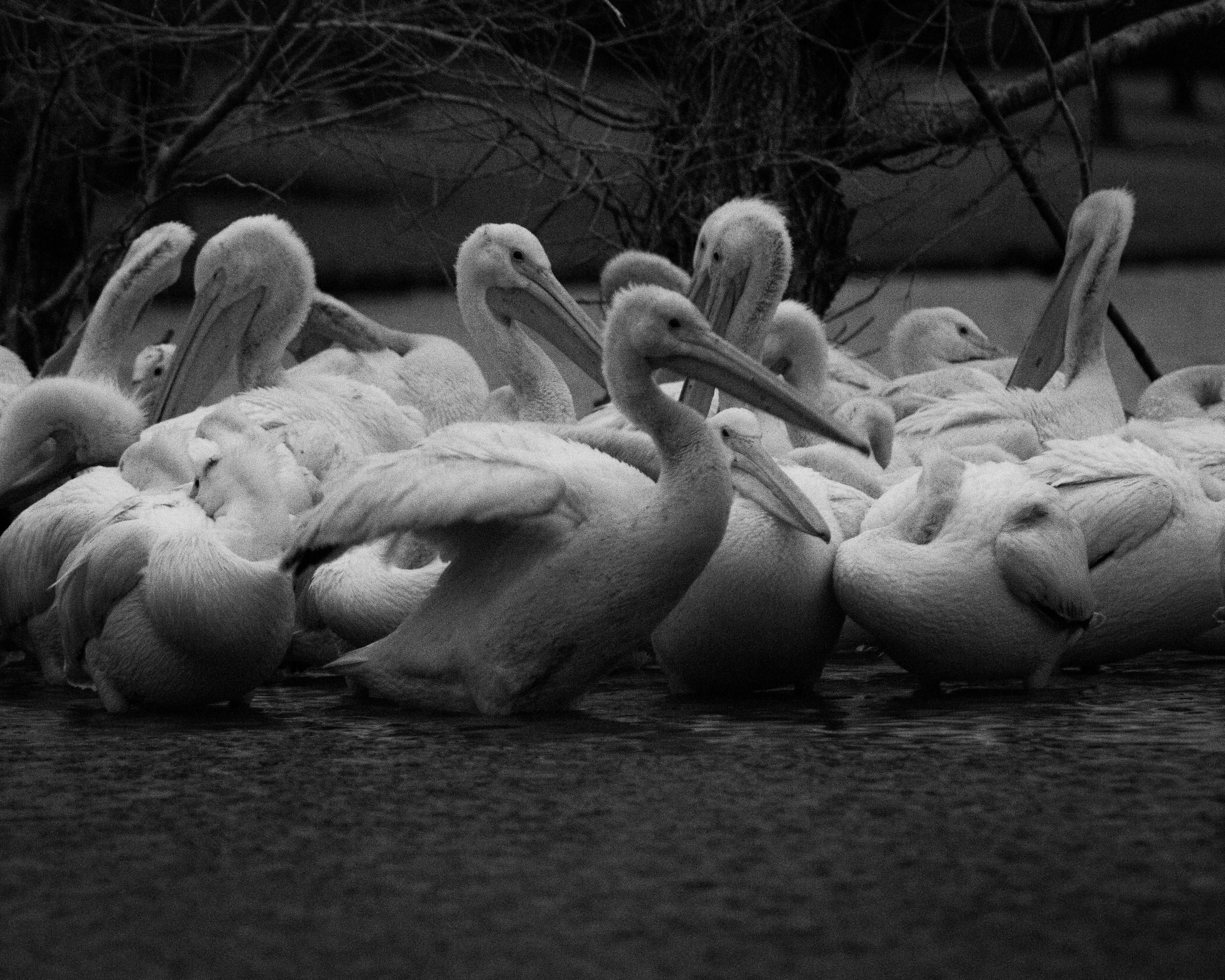 Monochrome Serenity