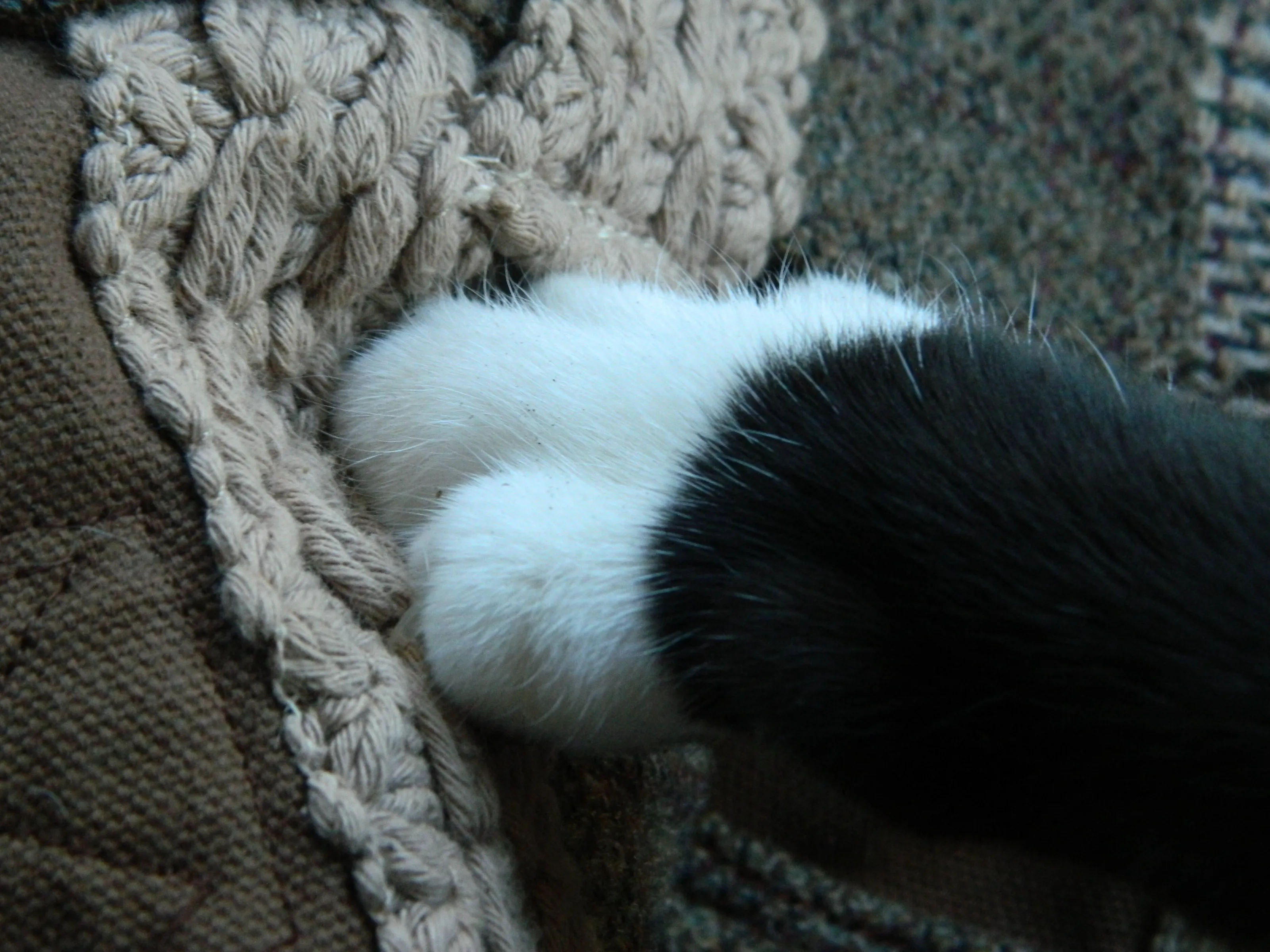 Dirty Paw