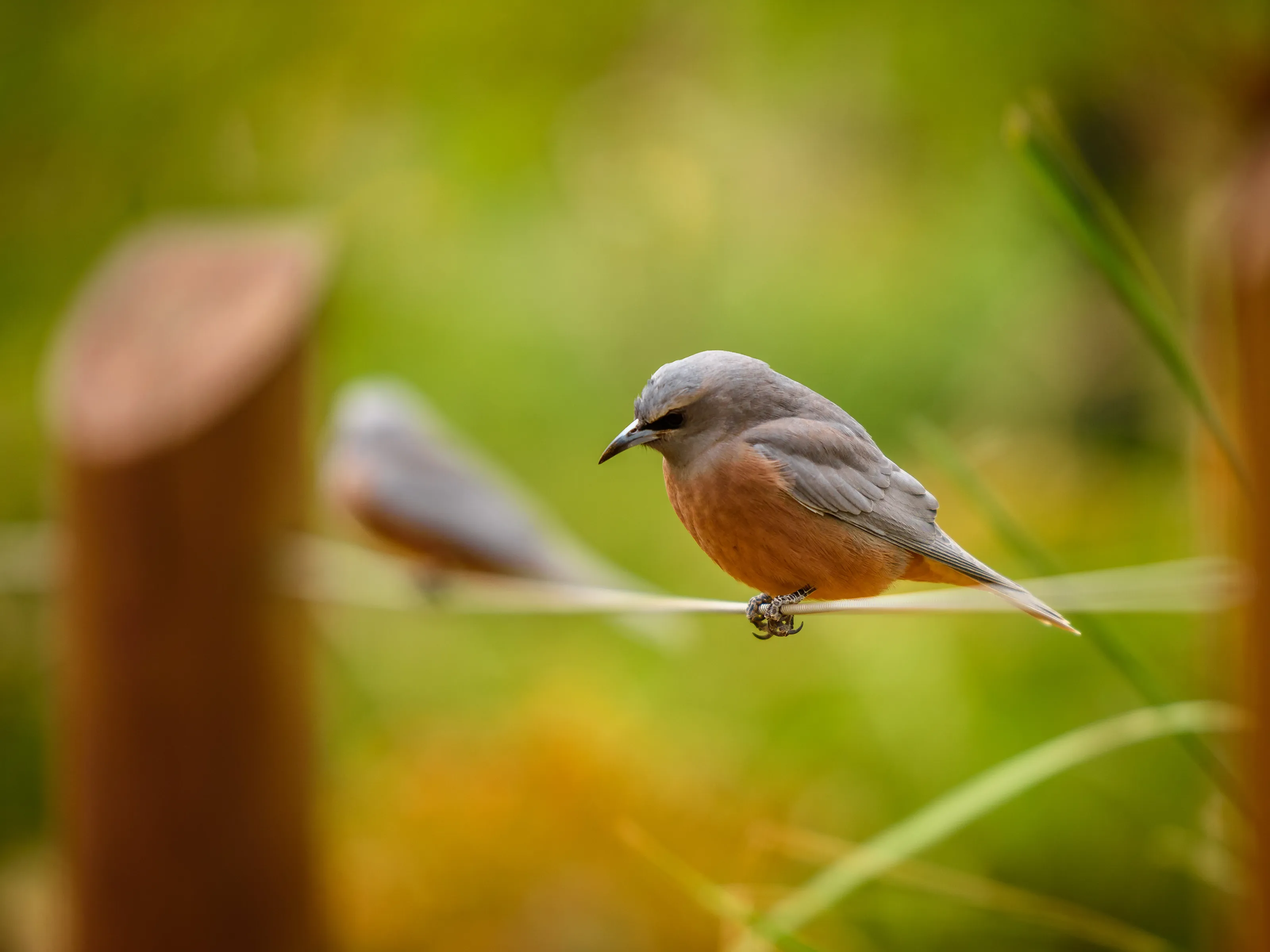 Bird