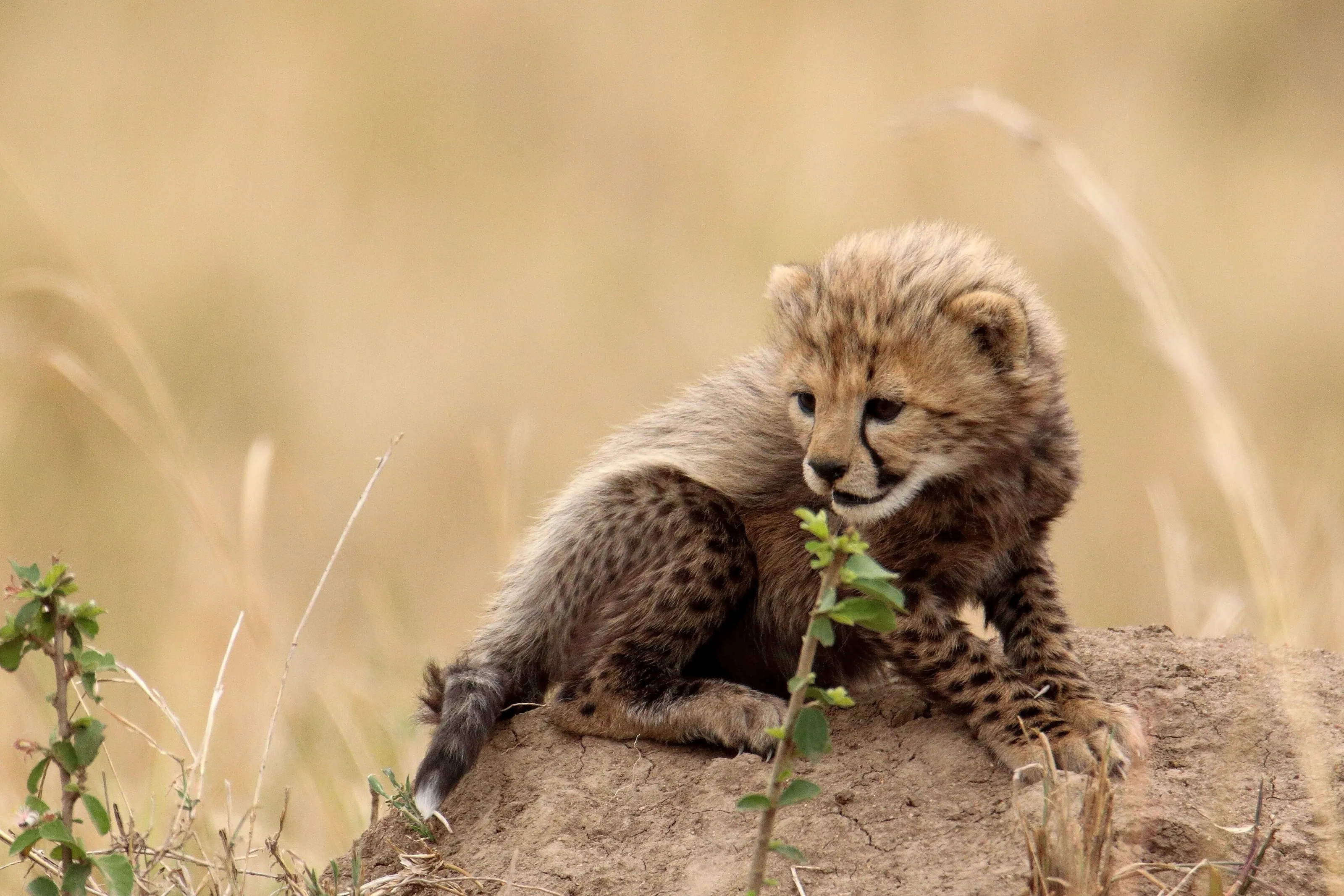 Cheetah cub