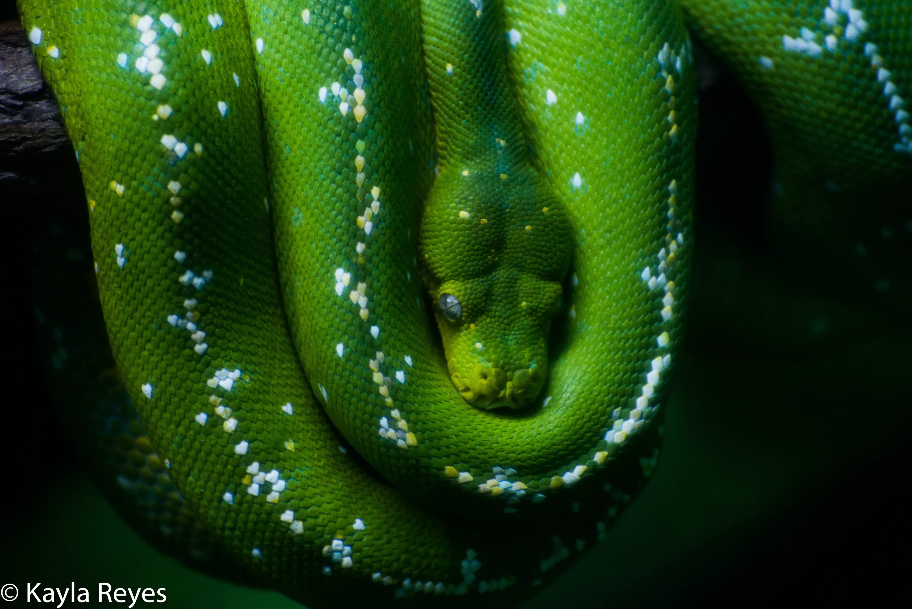 Snake