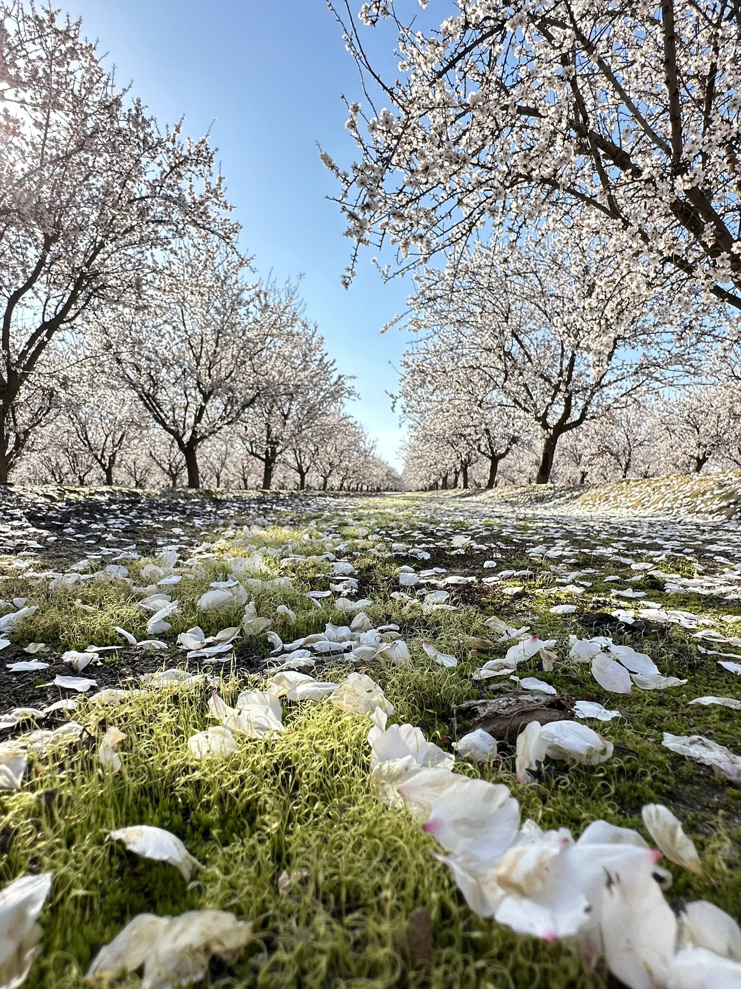 Blossoming into Spring