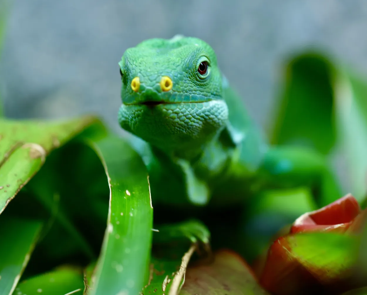 Entry 27426289