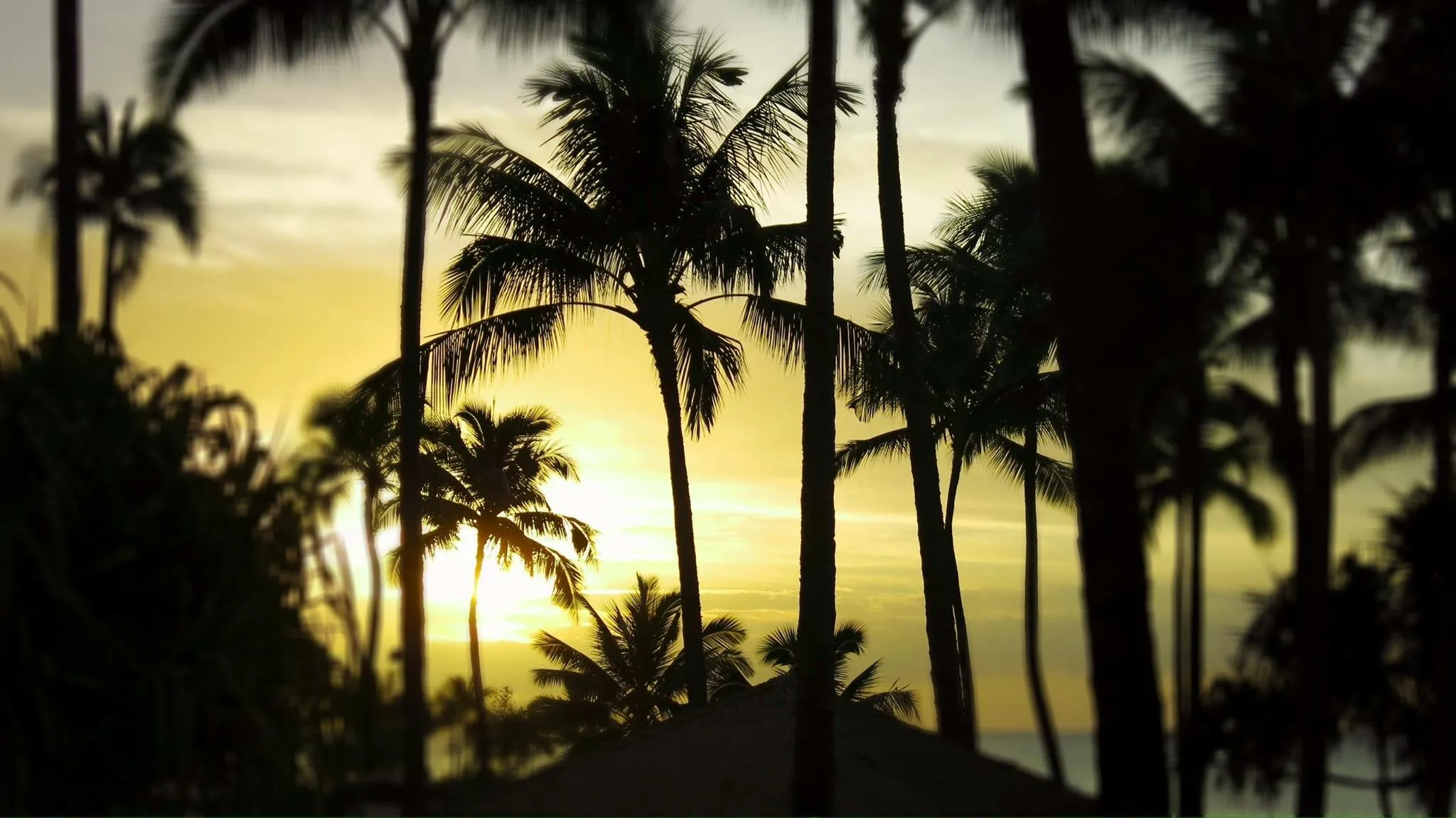 Hawaiian Palms