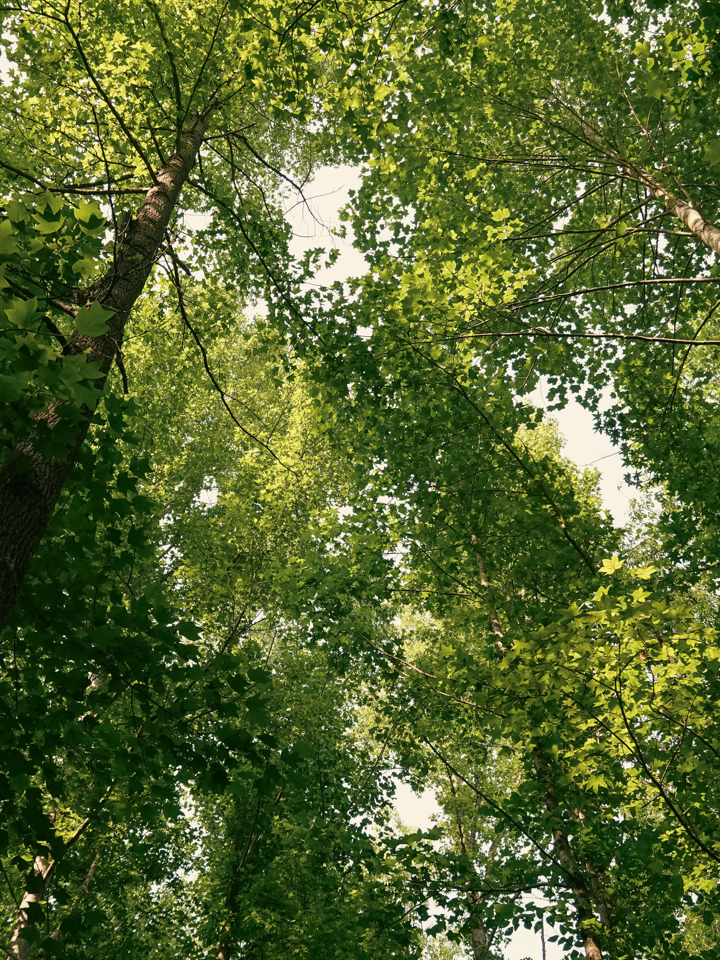 Worm's Eye View of Trees