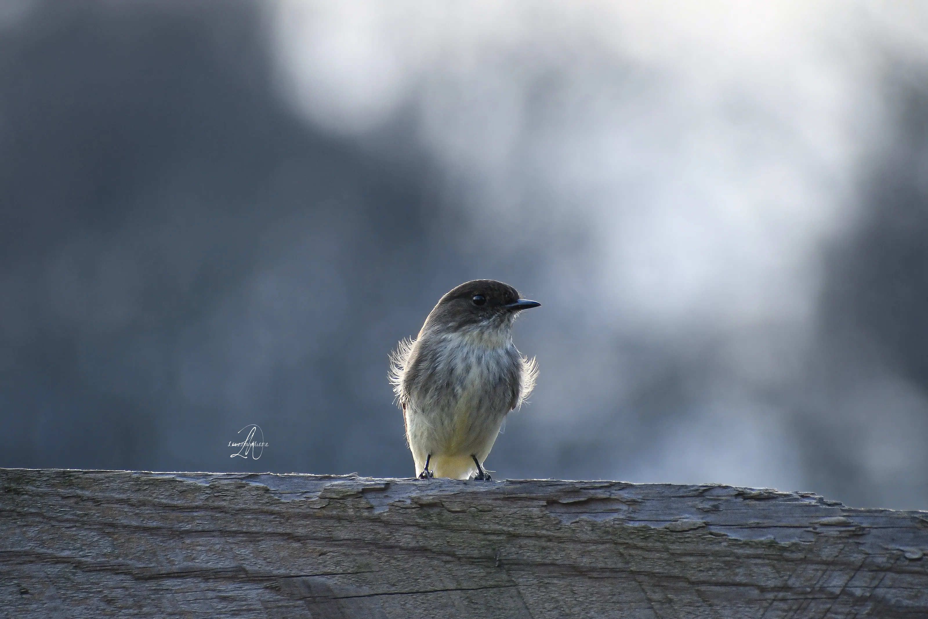Eastern Phoebe on a Wood Fence