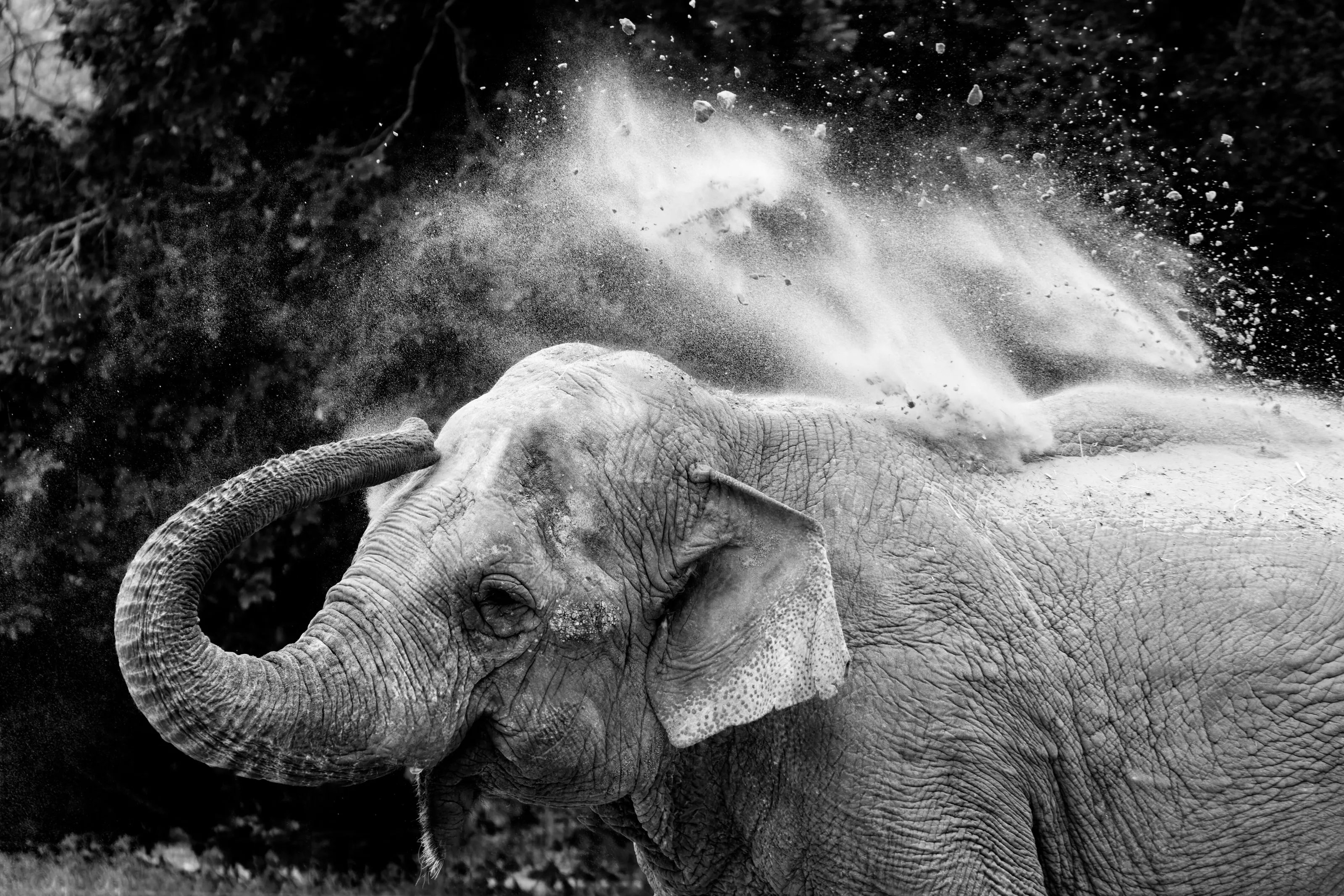 éléphant dans le sable