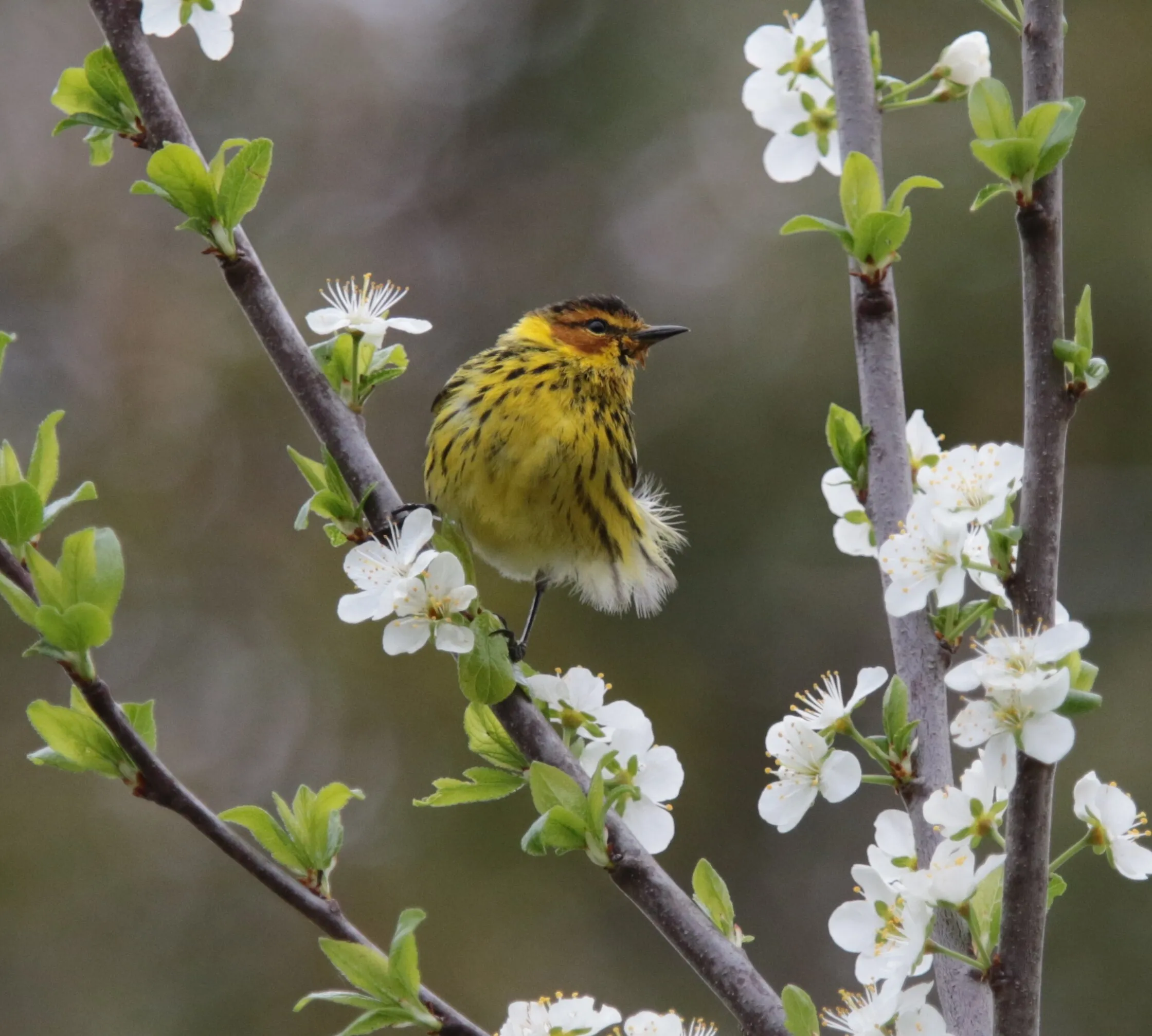 Spring Blossoms