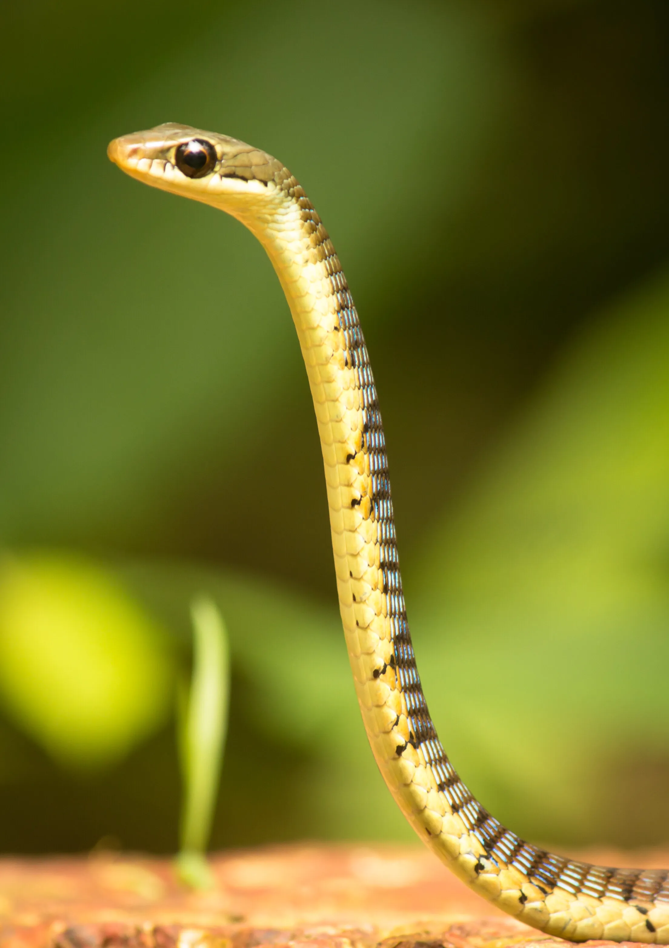 common bronzeback tree snake