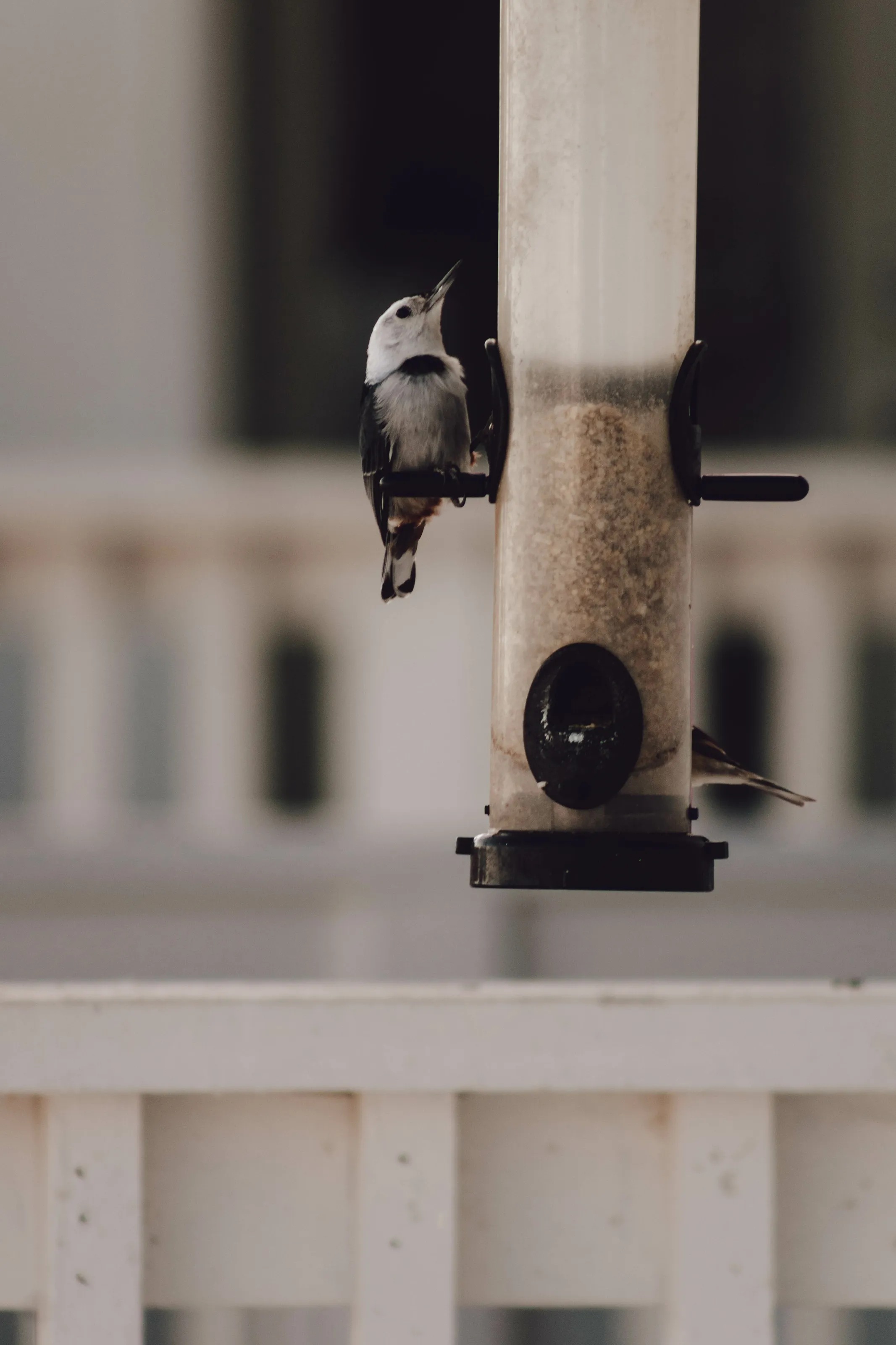 Whistling Morning