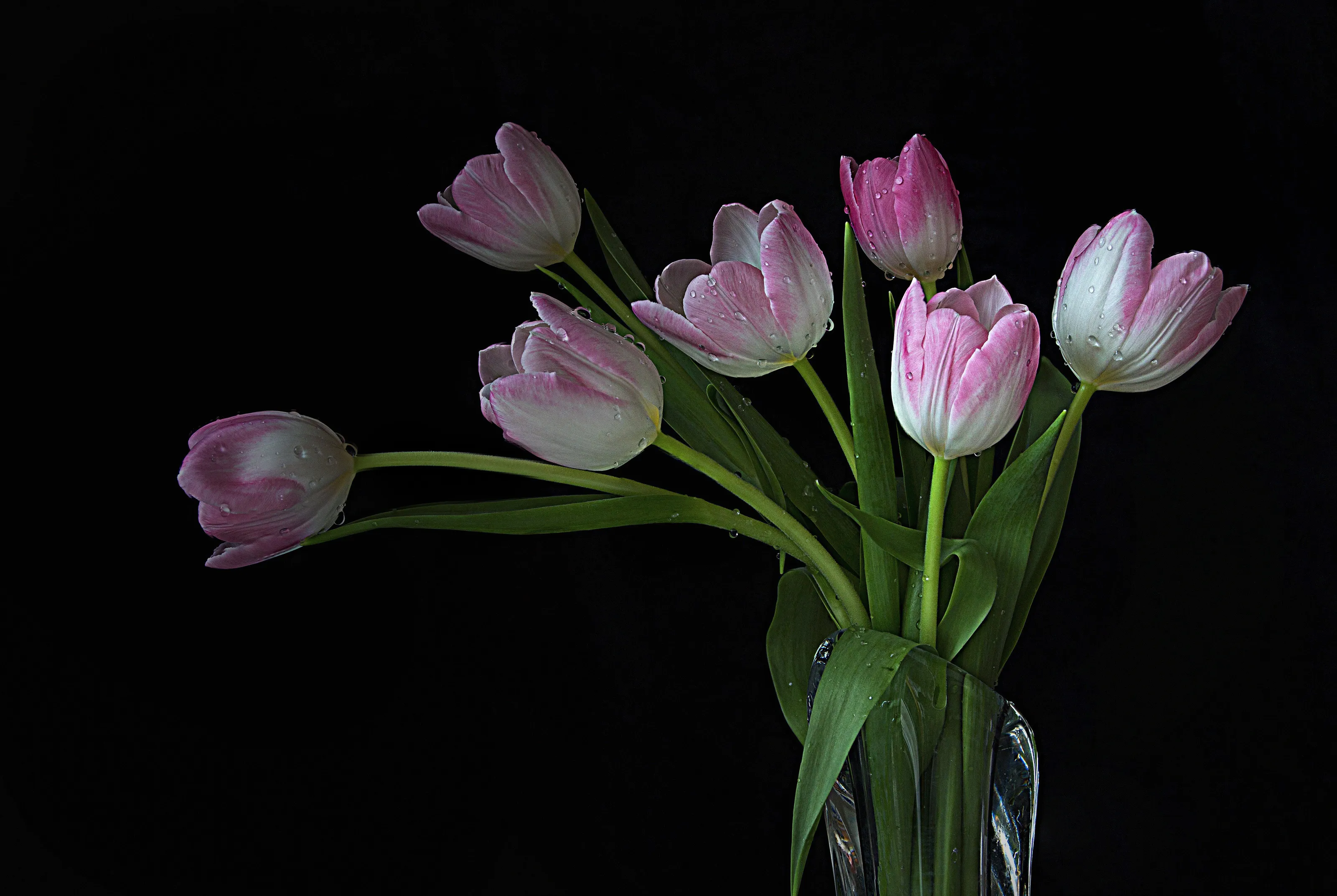 Tulips (in colour)