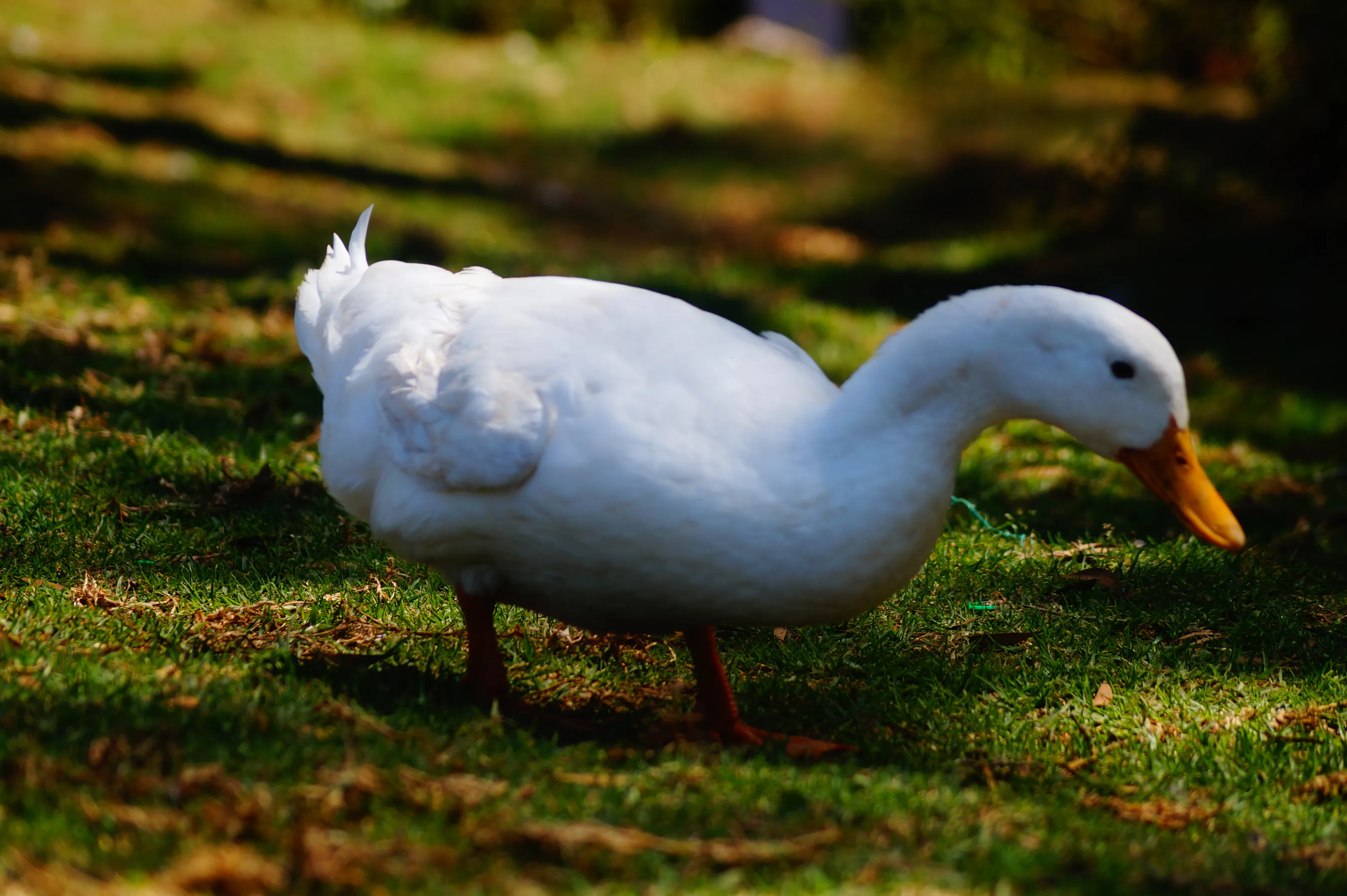 Swan