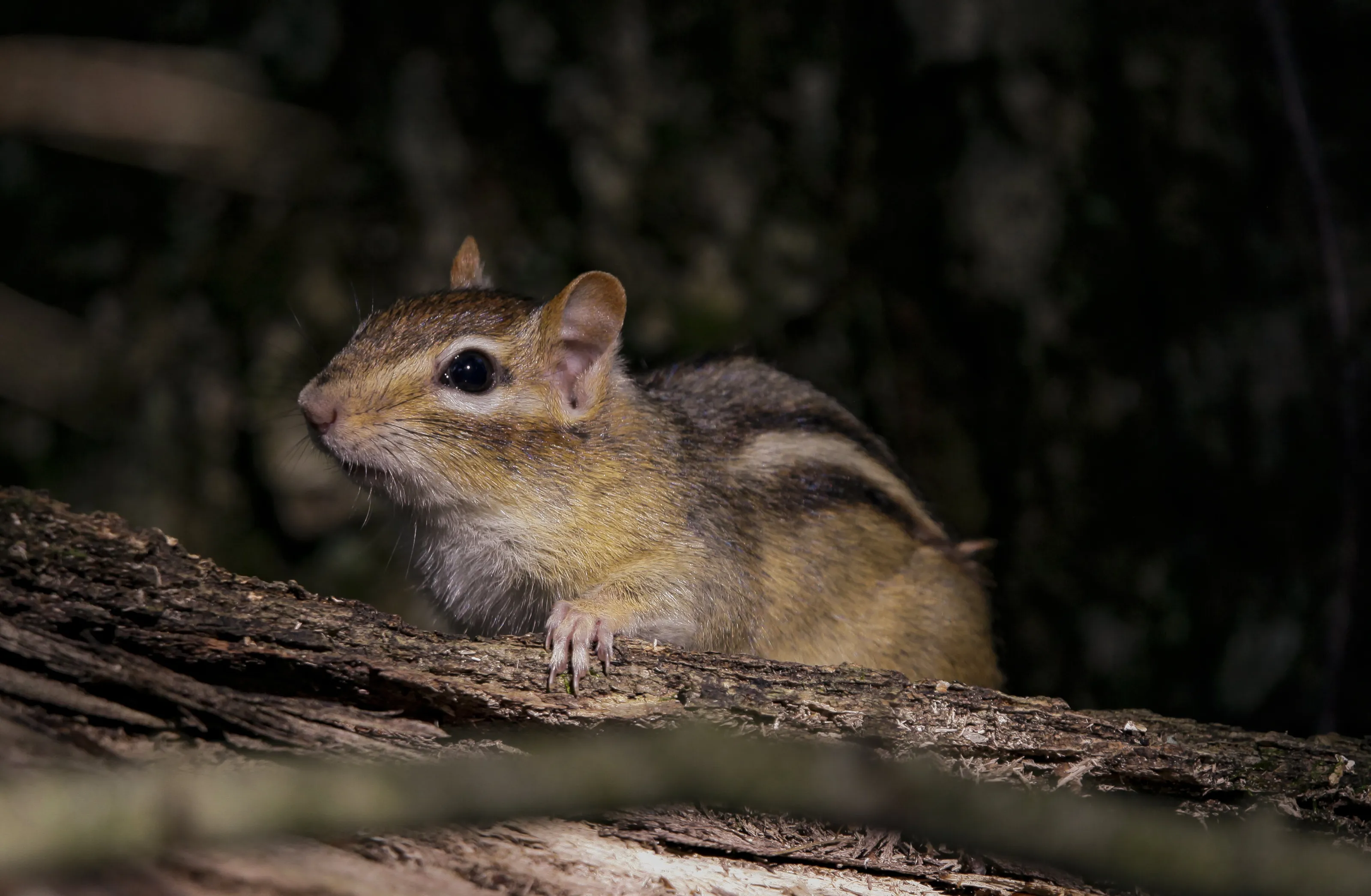 Little Chipmunk on a Log