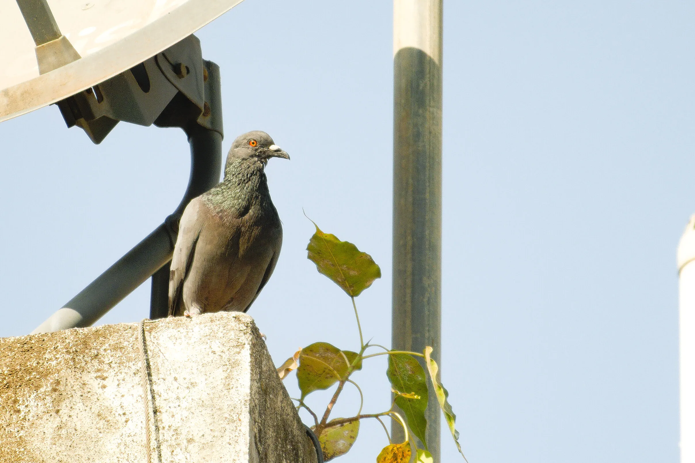 A Pigeon I Saw