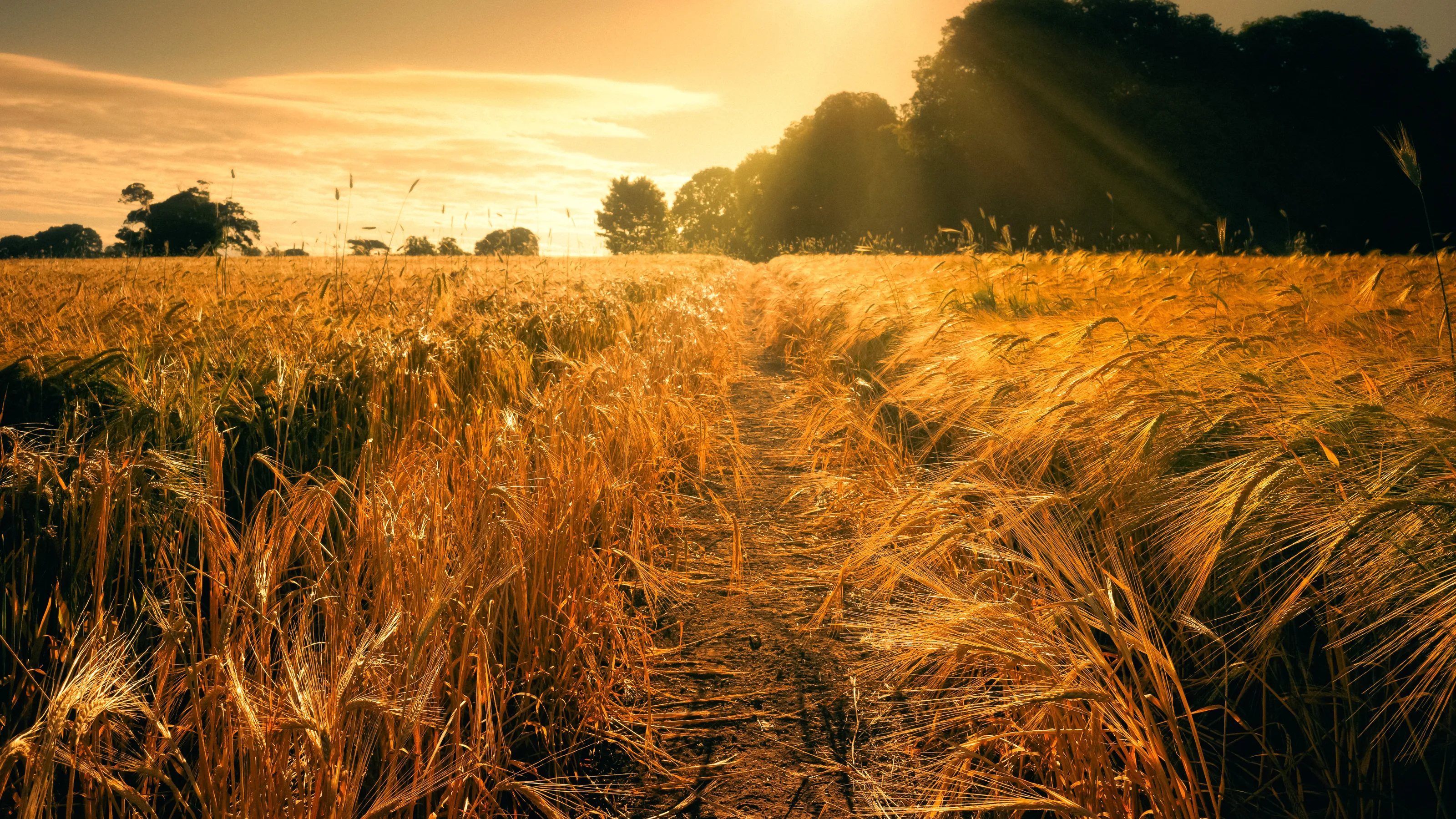 Golden Light in Waldershare