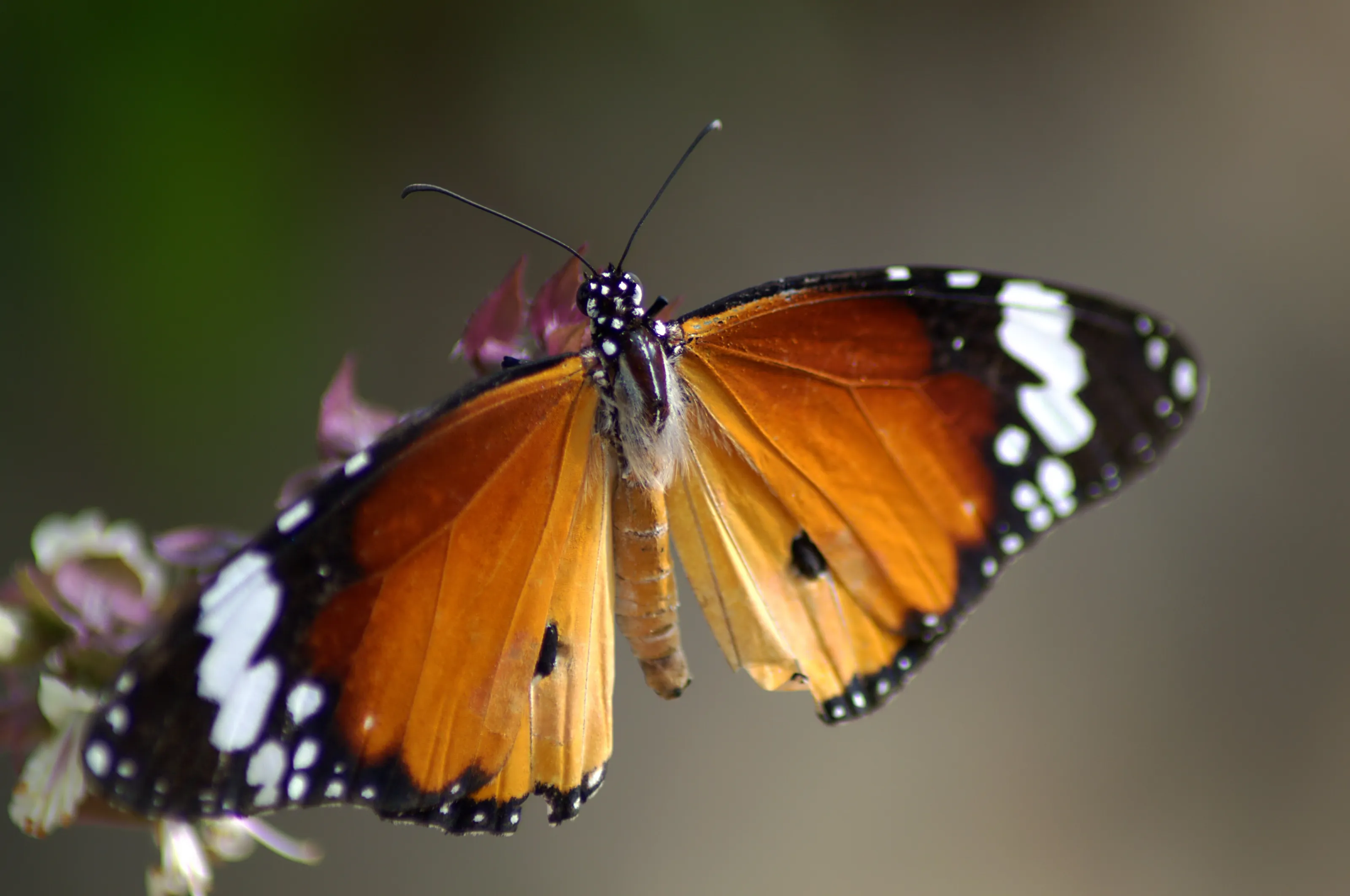 Simple Beauty