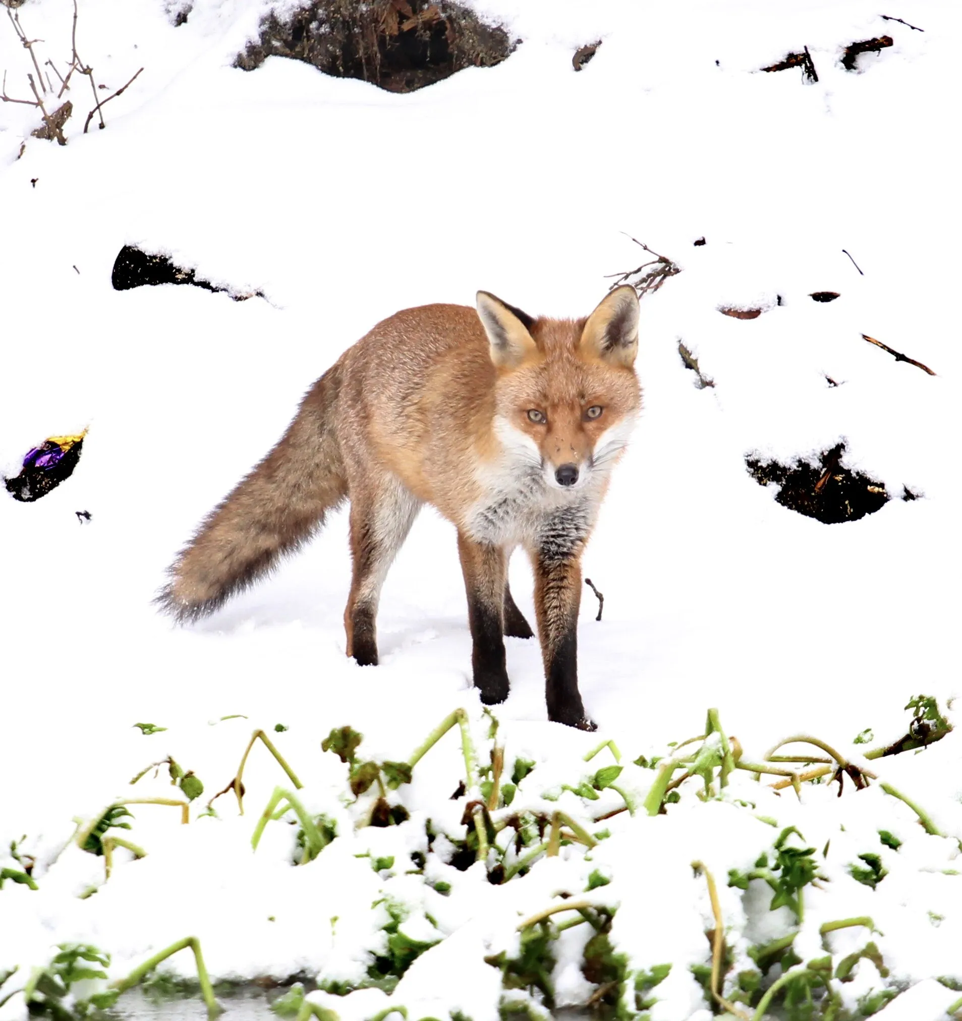 Fox in the snow