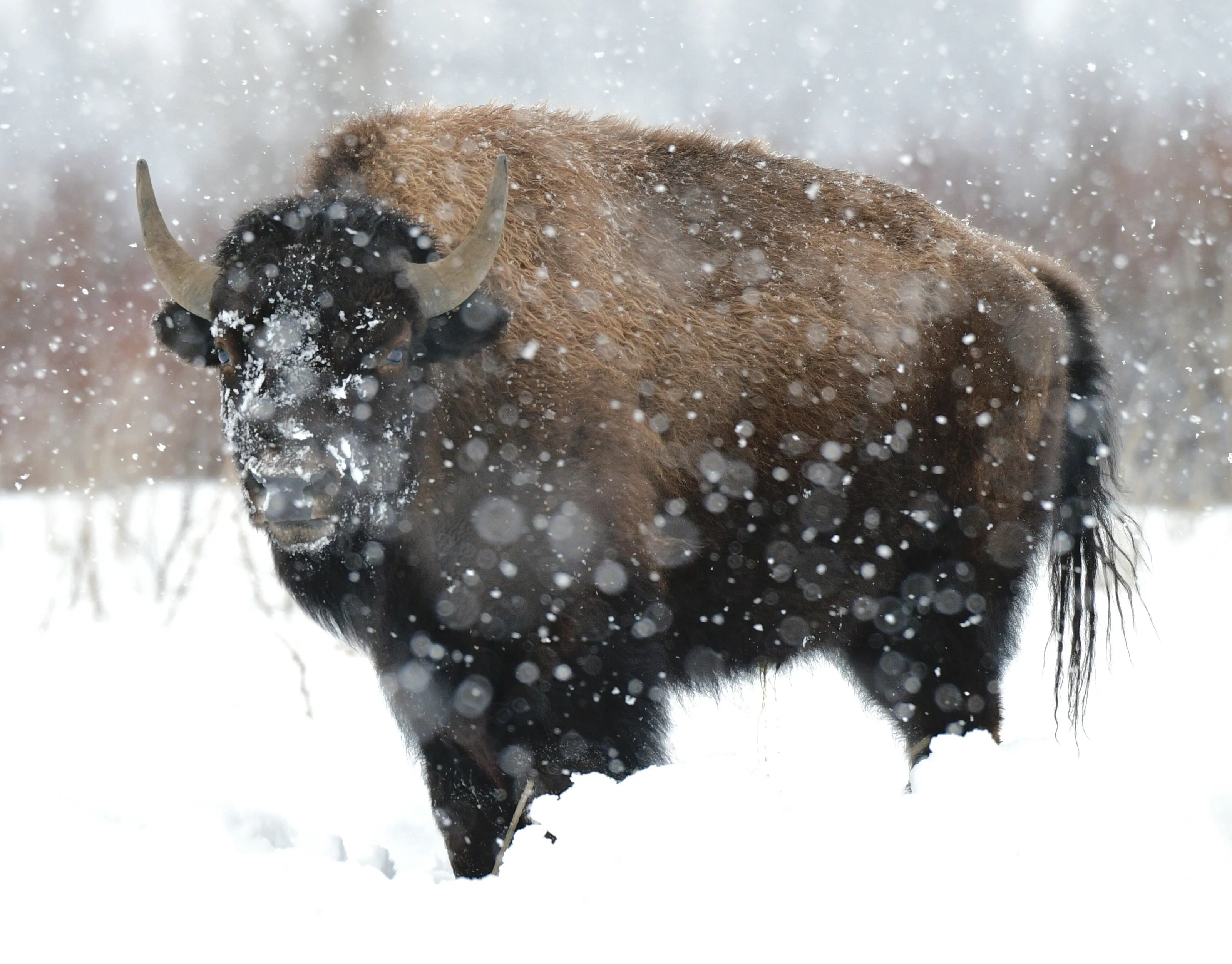 Bison