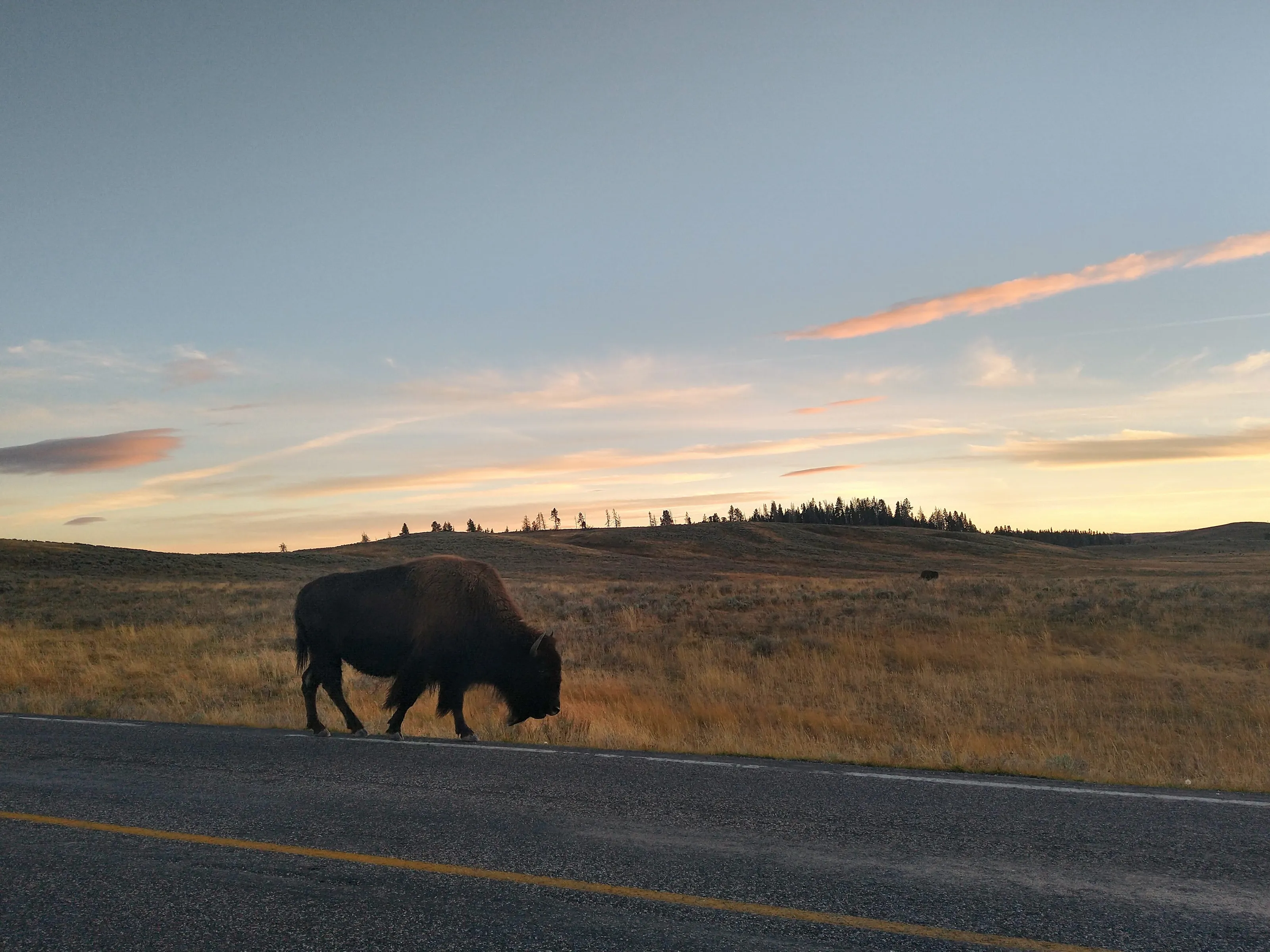 Bison Landscape, Yellowstone National Park