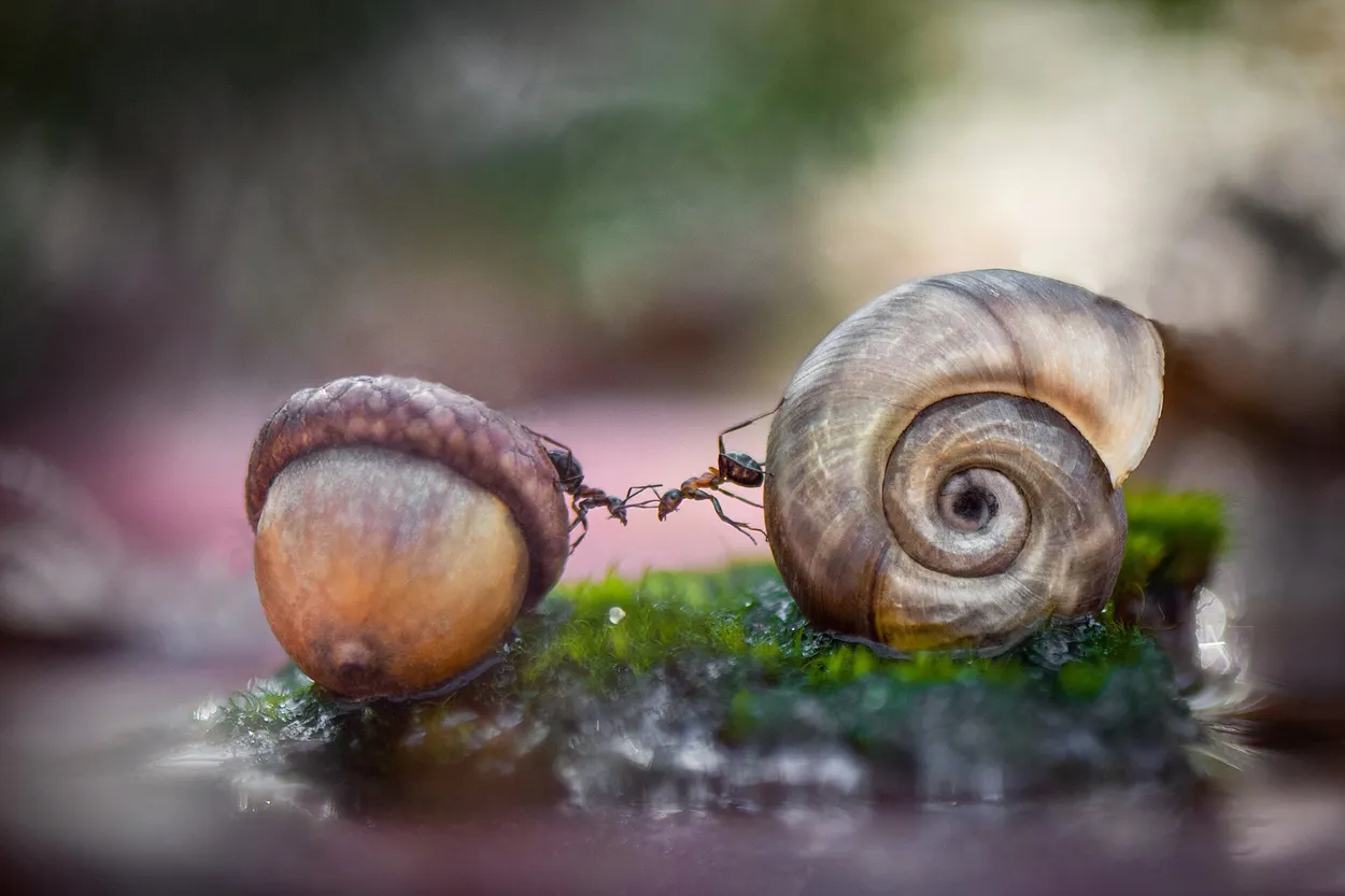 'The First Kiss'