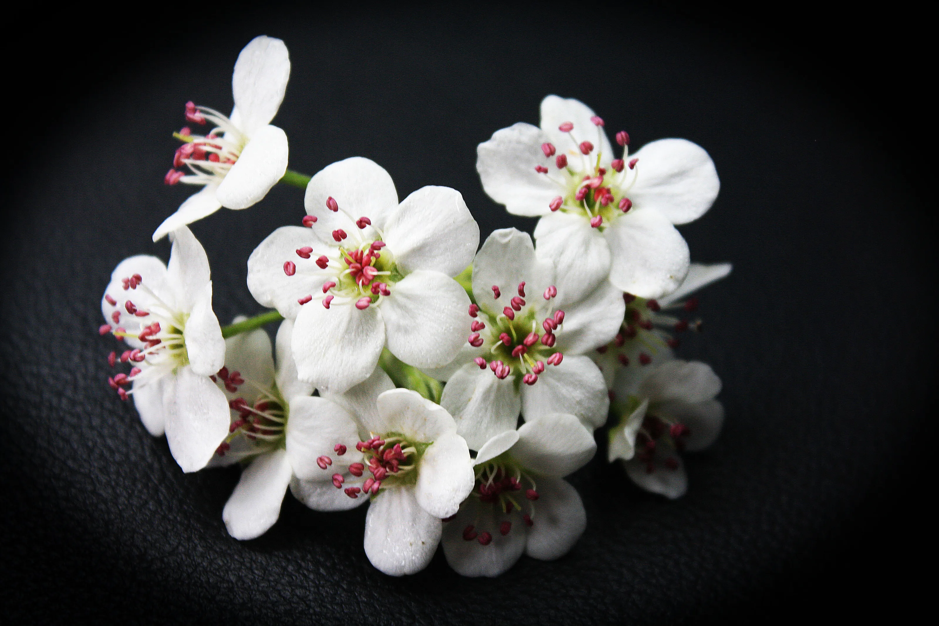 Cleveland Pear Tree Bloom